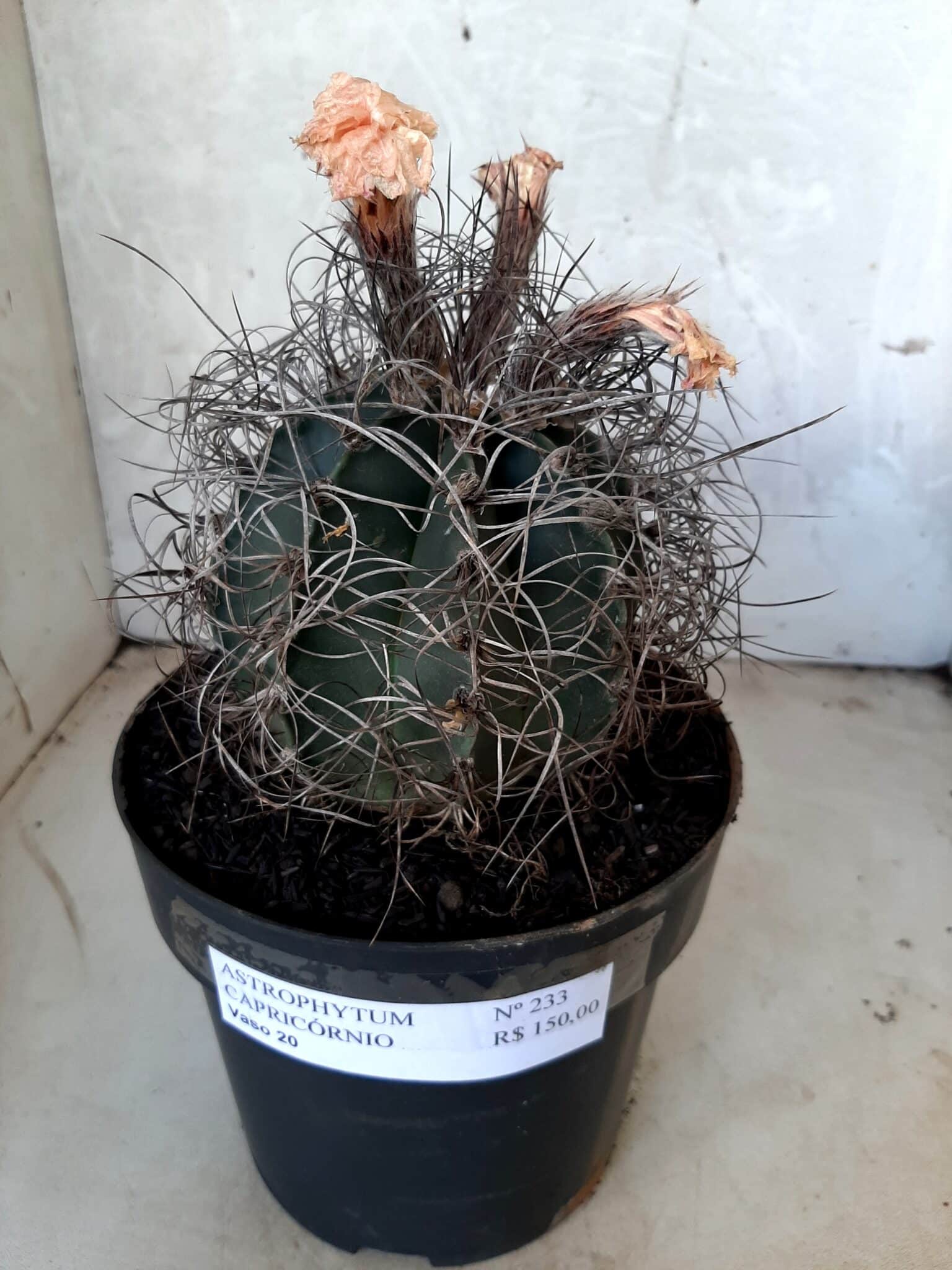 ASTROPHYTUM CAPRICÓRNIO Nº 233 – vaso 20