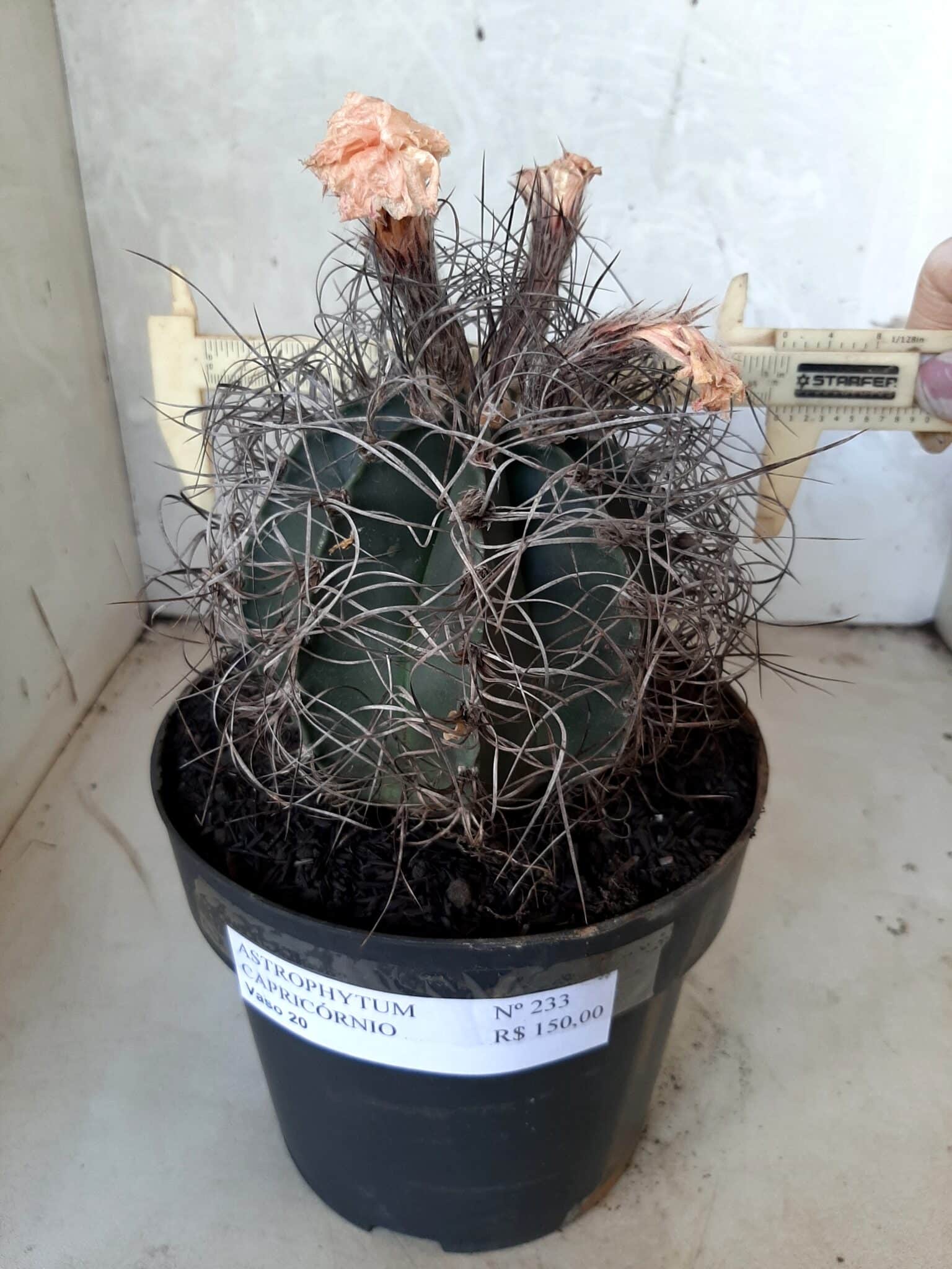 ASTROPHYTUM CAPRICÓRNIO Nº 233 – vaso 20