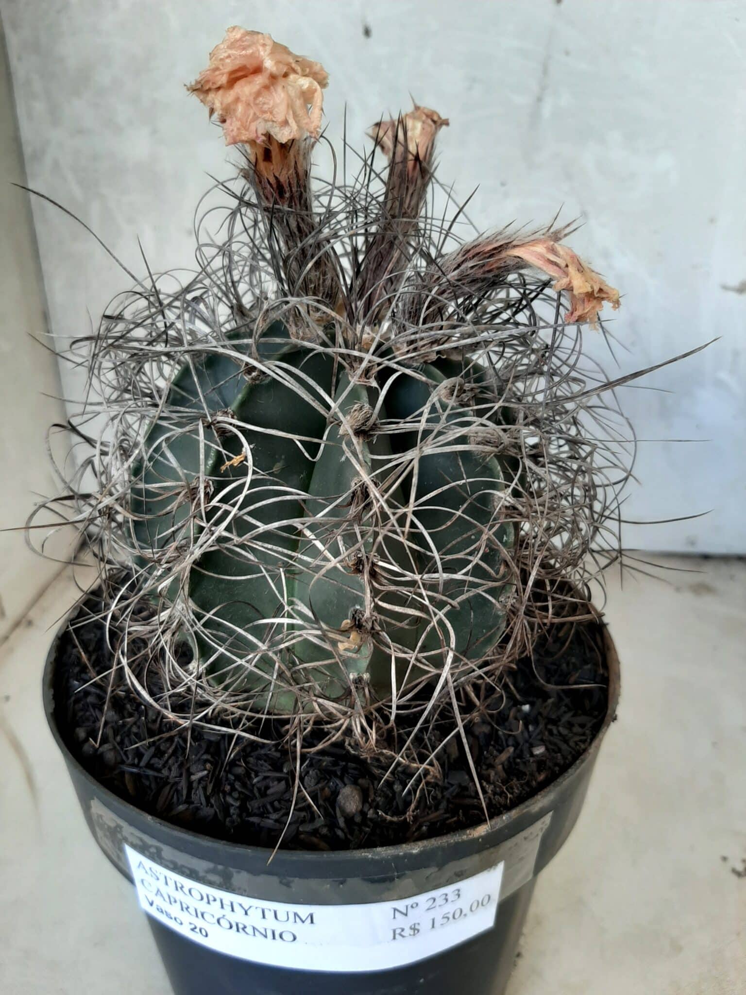 ASTROPHYTUM CAPRICÓRNIO Nº 233 – vaso 20