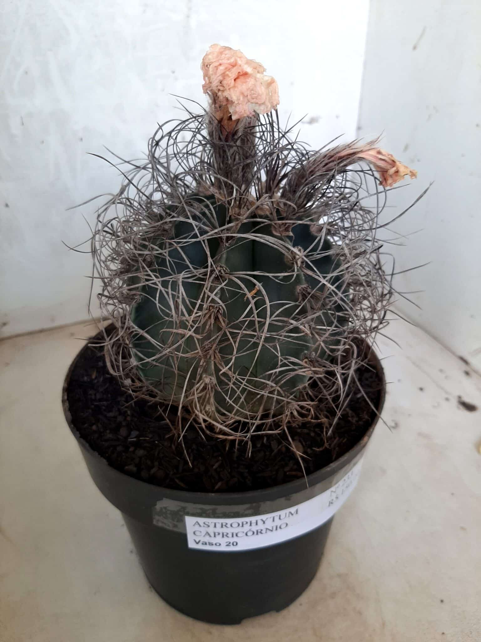 ASTROPHYTUM CAPRICÓRNIO Nº 233 – vaso 20
