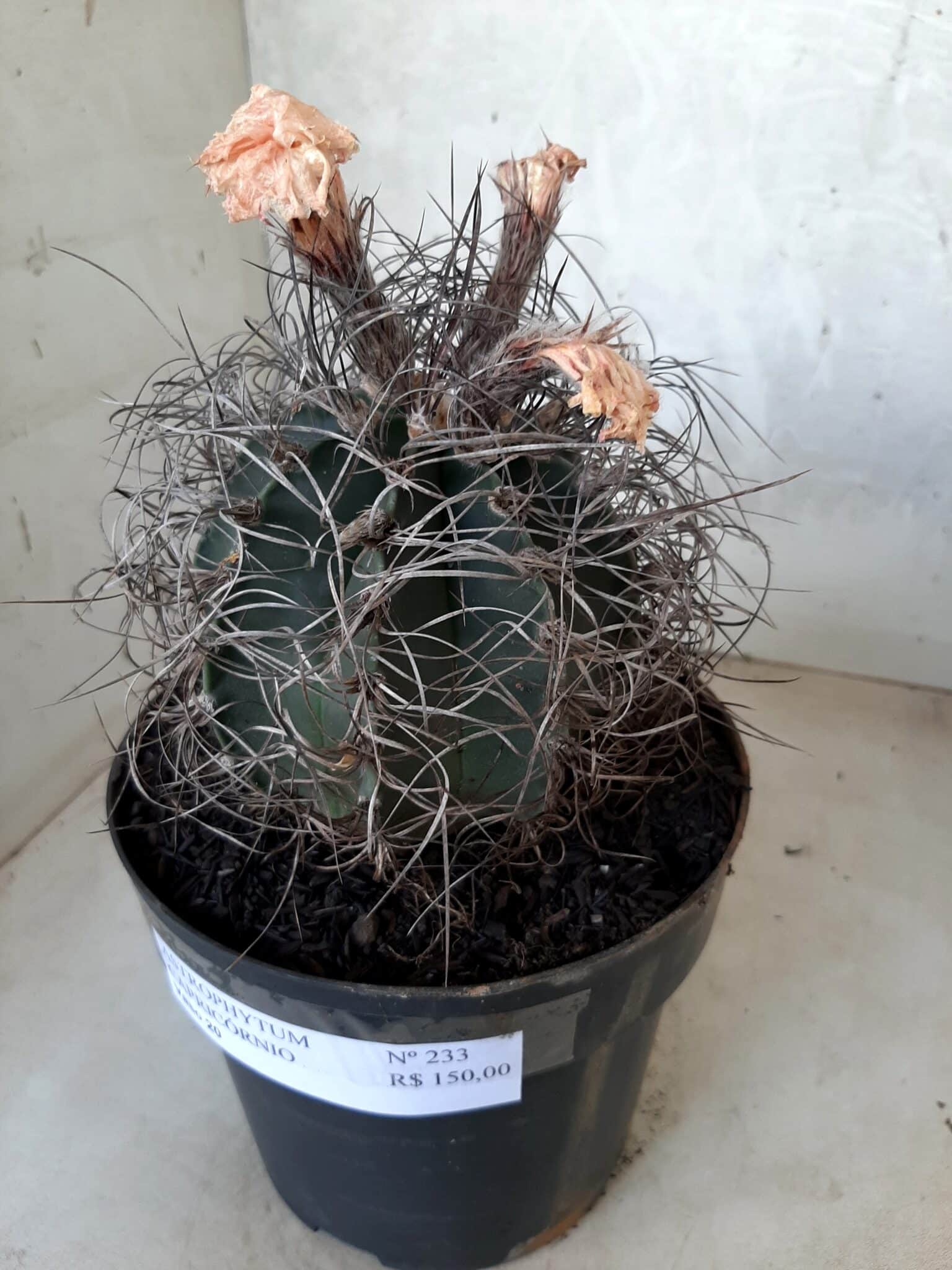 ASTROPHYTUM CAPRICÓRNIO Nº 233 – vaso 20