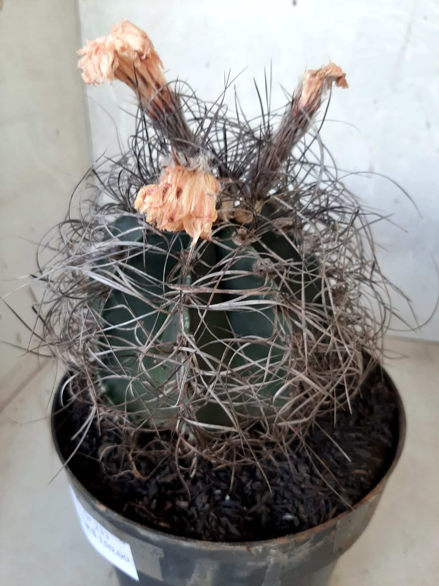 ASTROPHYTUM CAPRICÓRNIO Nº 233 – vaso 20