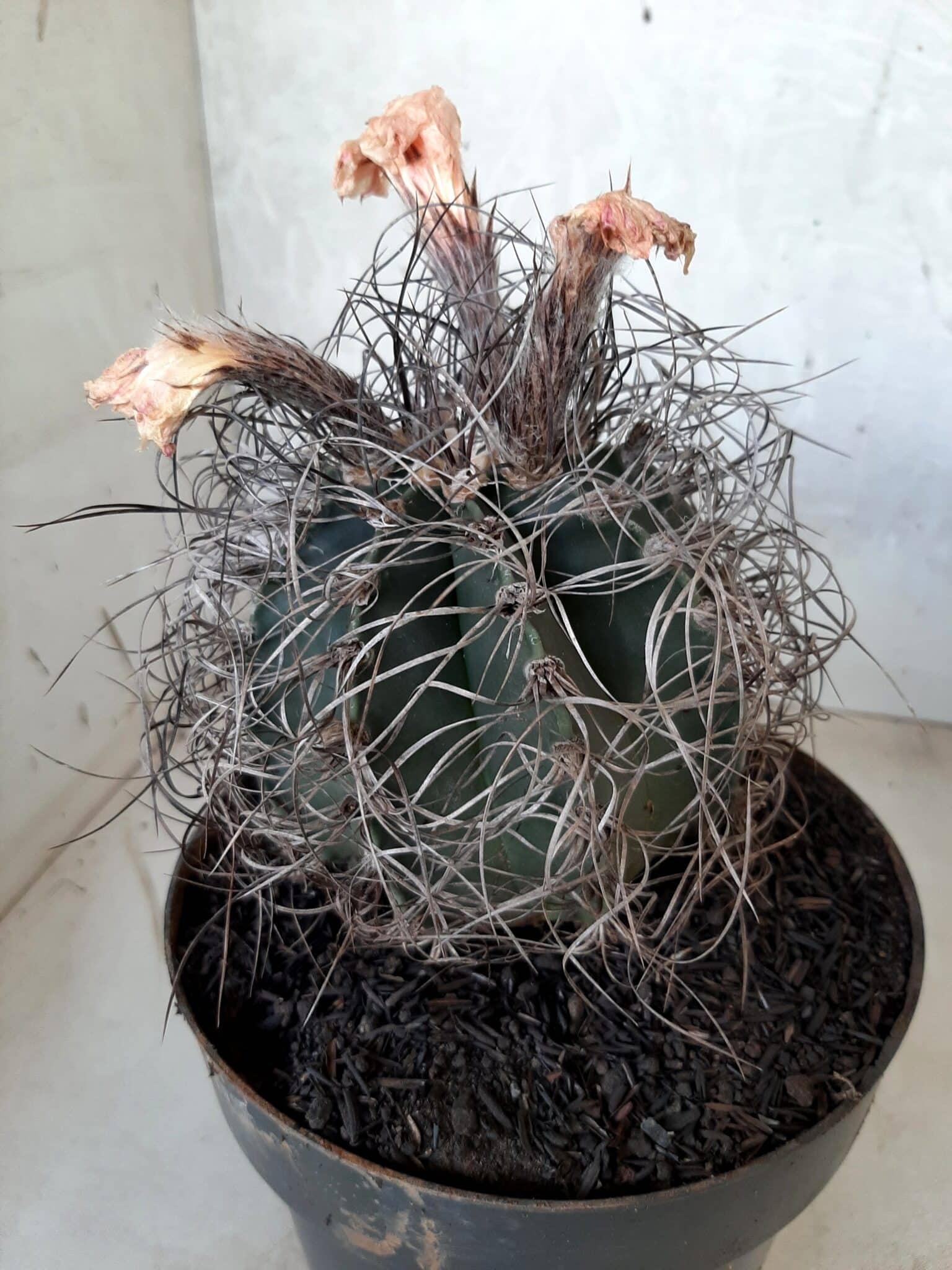 ASTROPHYTUM CAPRICÓRNIO Nº 233 – vaso 20