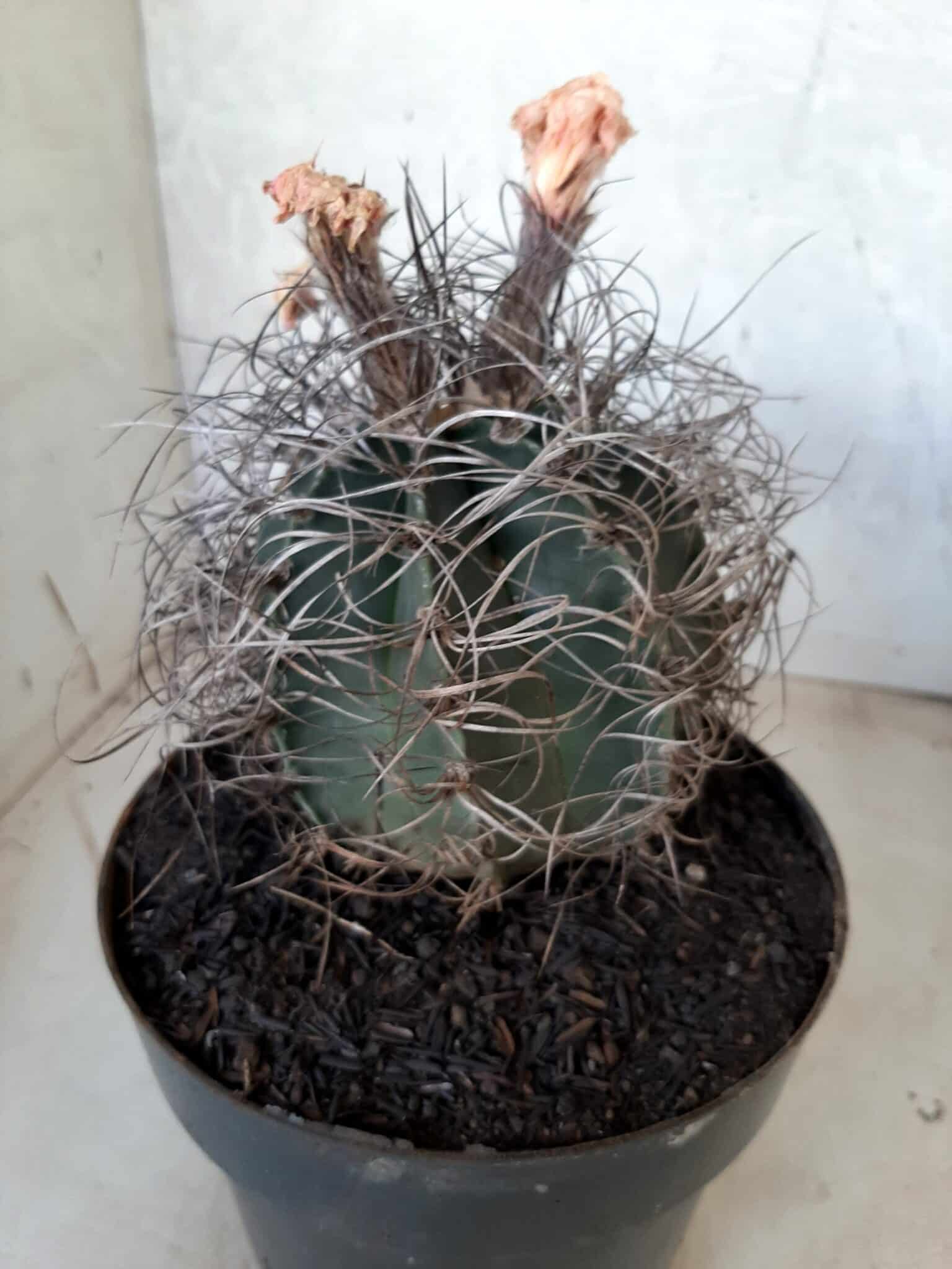 ASTROPHYTUM CAPRICÓRNIO Nº 233 – vaso 20