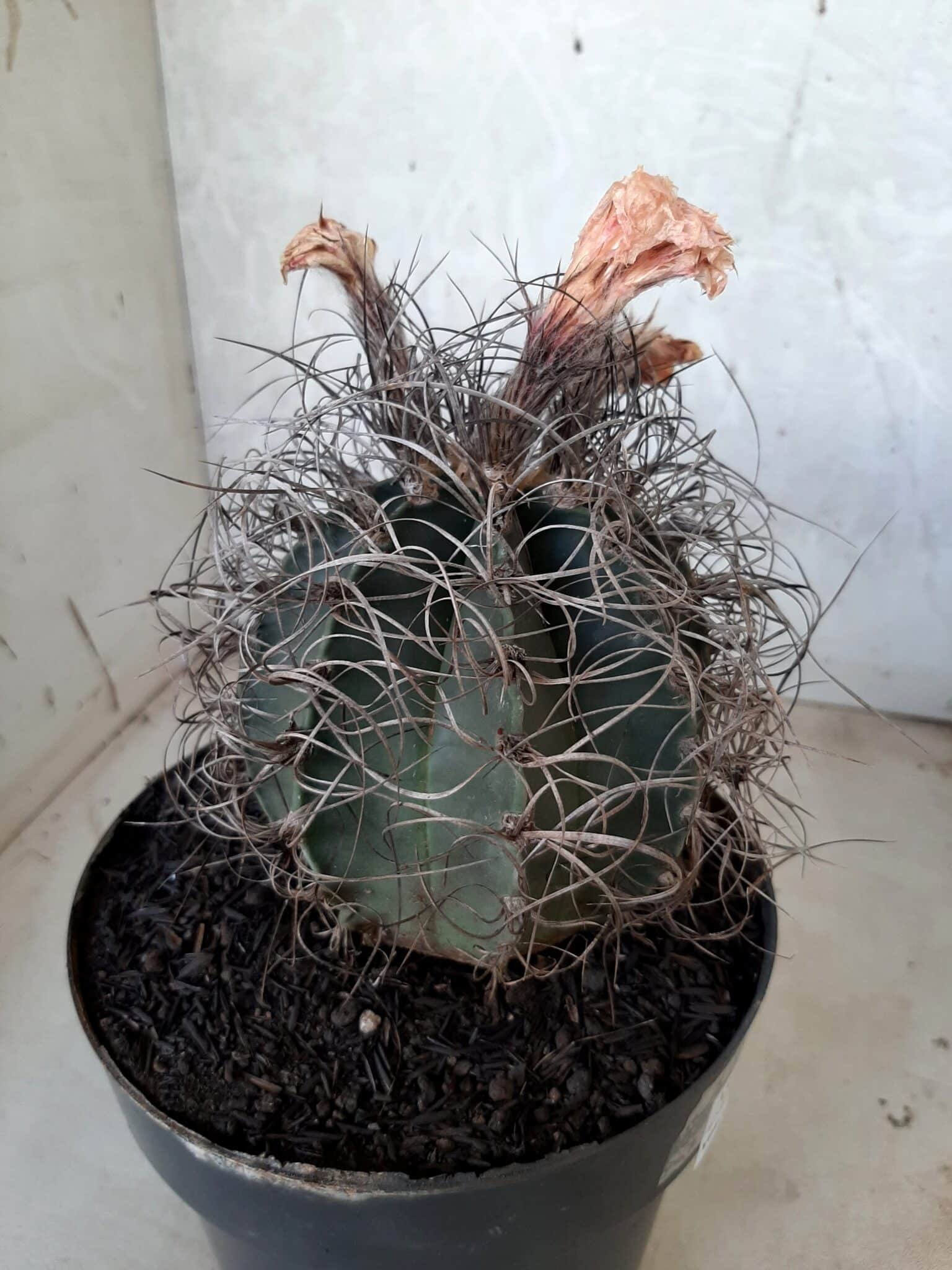ASTROPHYTUM CAPRICÓRNIO Nº 233 – vaso 20