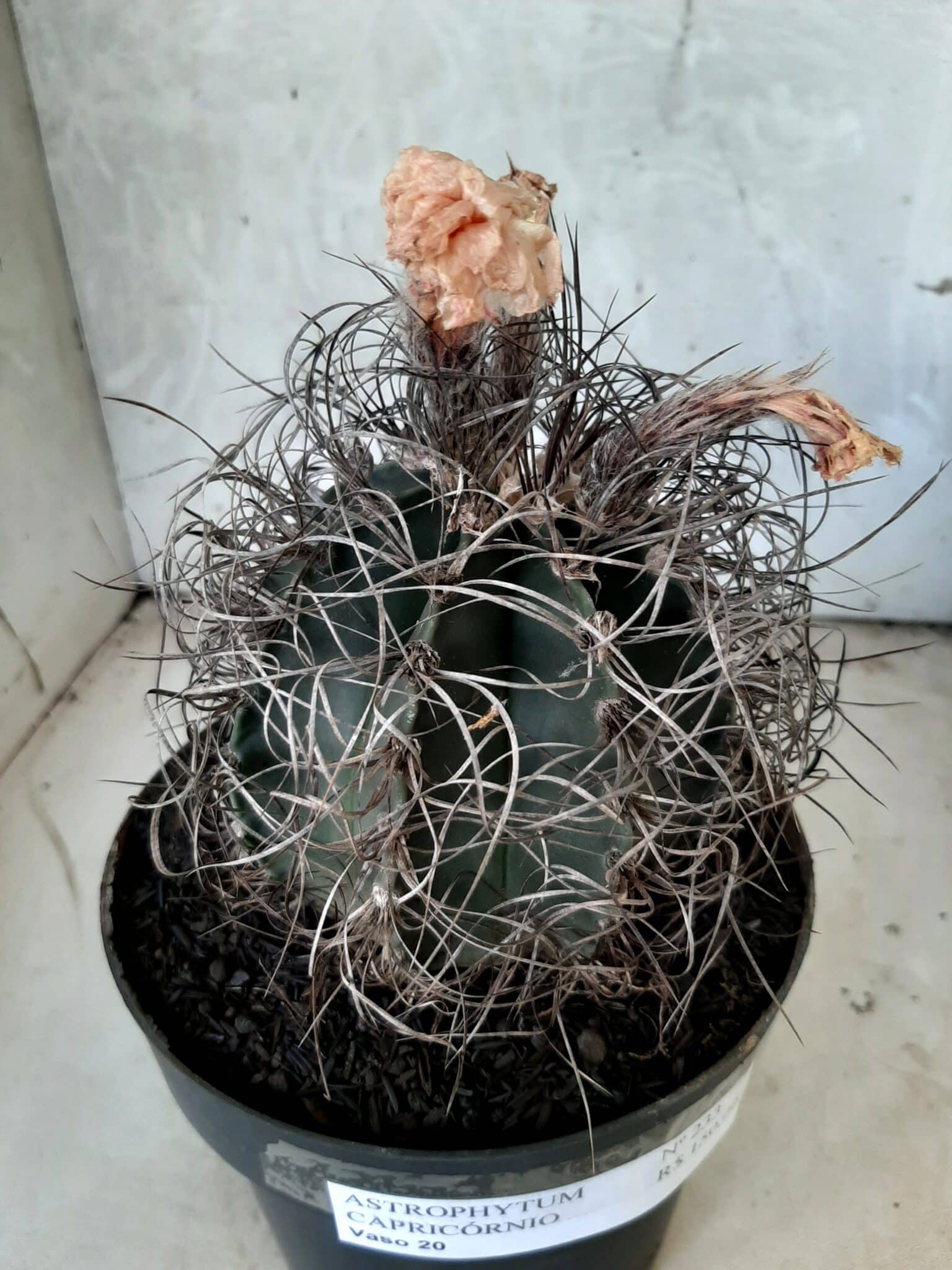 ASTROPHYTUM CAPRICÓRNIO Nº 233 – vaso 20