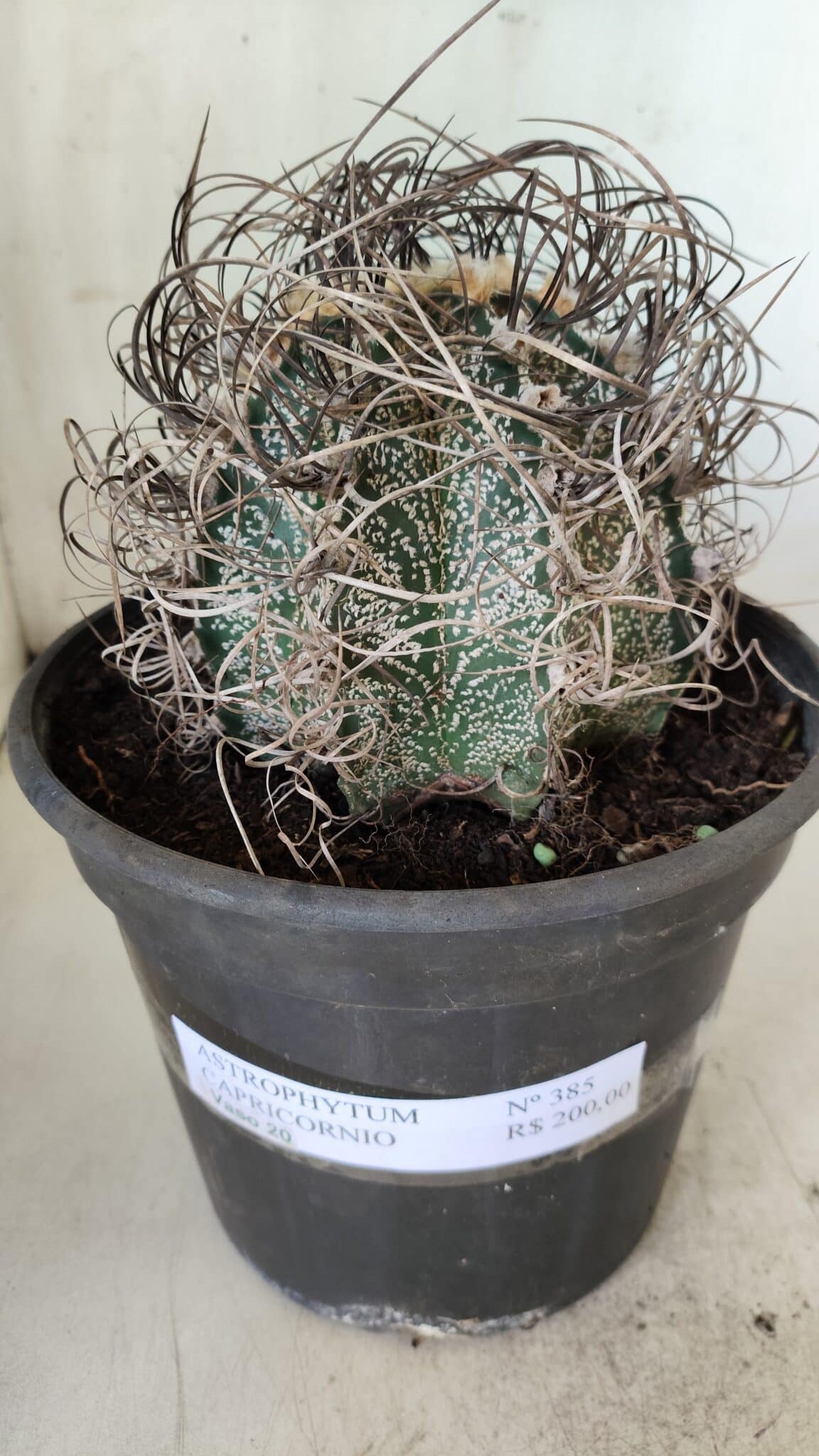 ASTROPHYTUM CAPRICÓRNIO Nº 385 – vaso 20