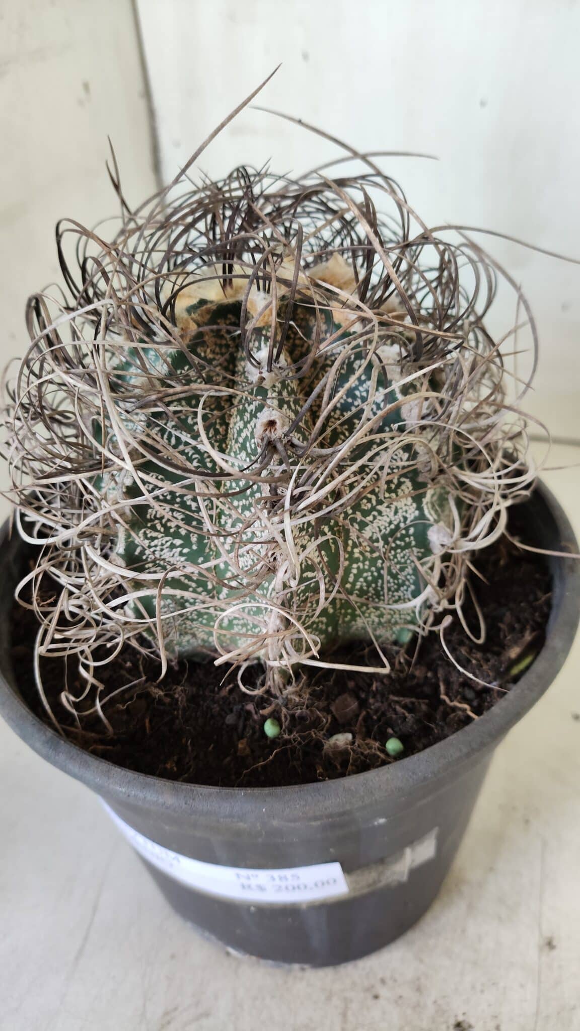 ASTROPHYTUM CAPRICÓRNIO Nº 385 – vaso 20