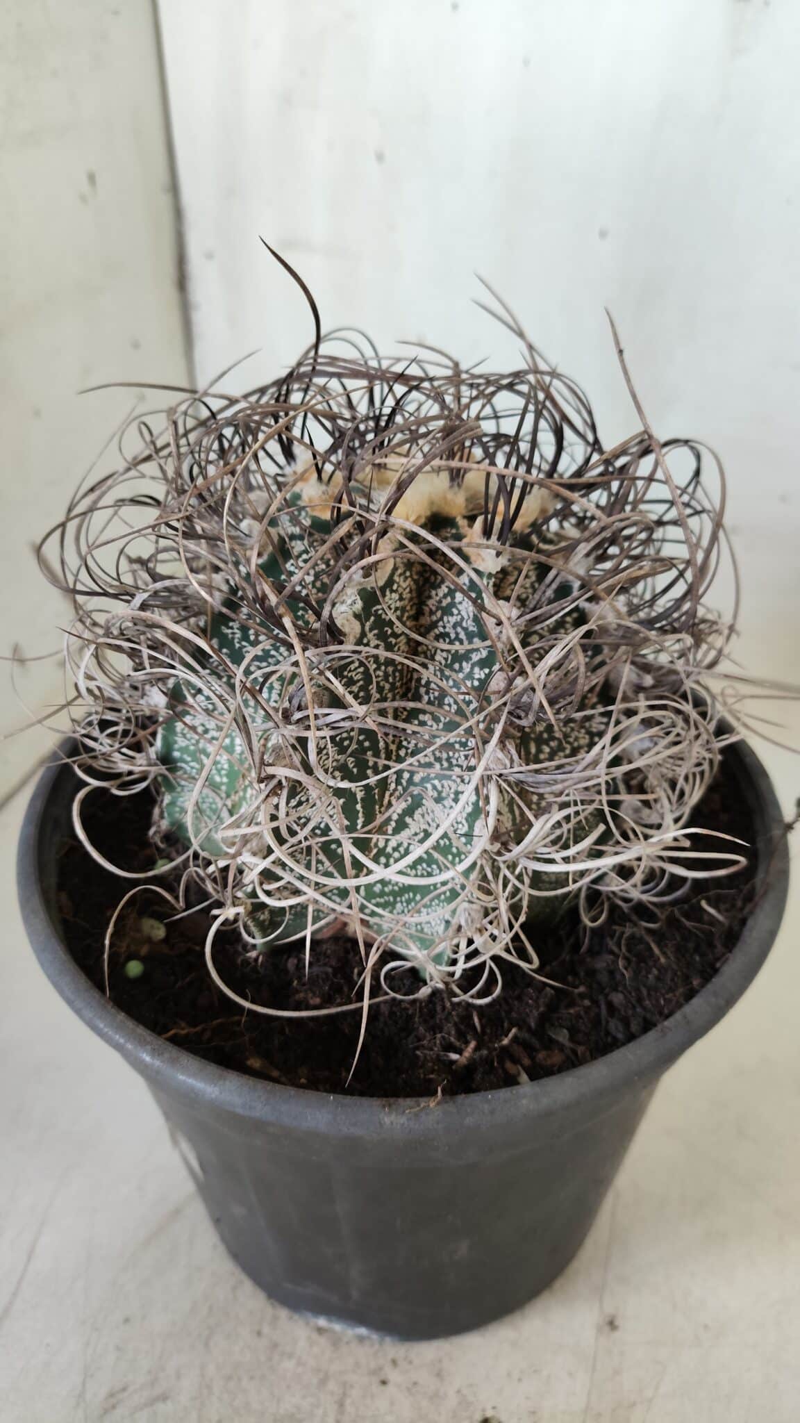 ASTROPHYTUM CAPRICÓRNIO Nº 385 – vaso 20