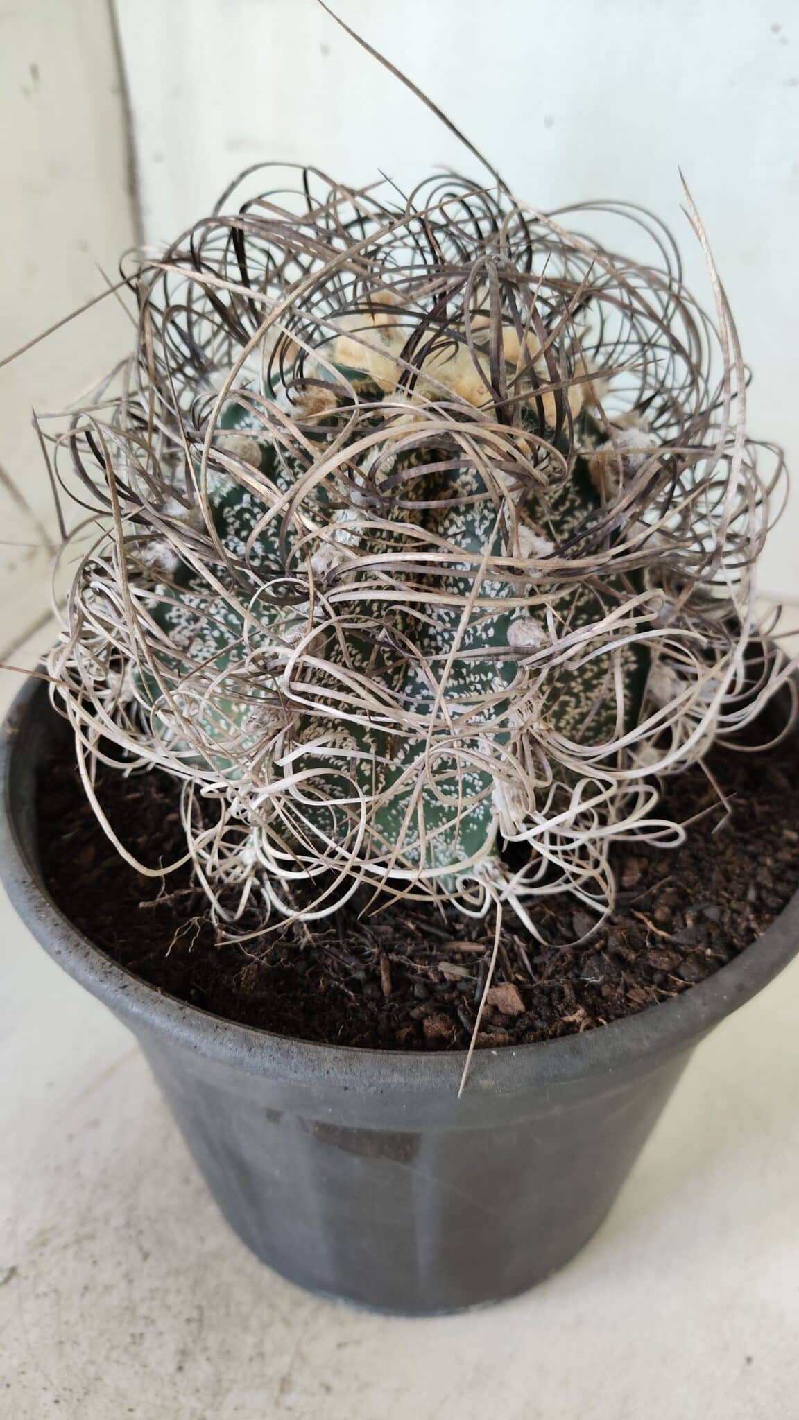 ASTROPHYTUM CAPRICÓRNIO Nº 385 – vaso 20
