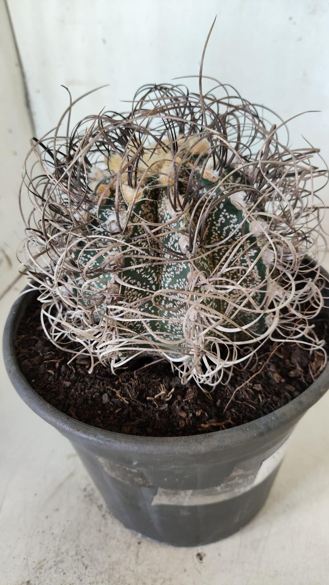 ASTROPHYTUM CAPRICÓRNIO Nº 385 – vaso 20