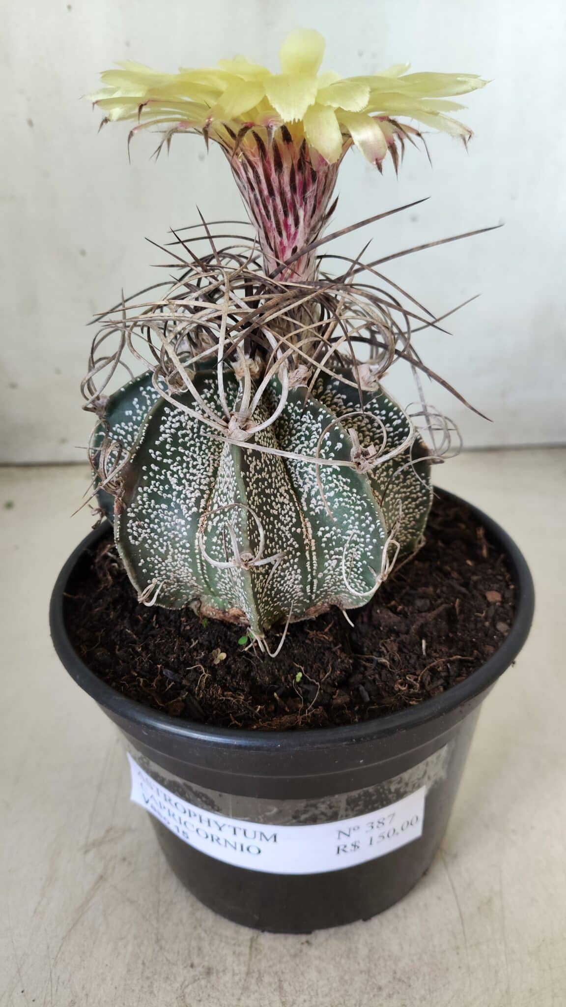 ASTROPHYTUM CAPRICÓRNIO Nº 387 – vaso 15