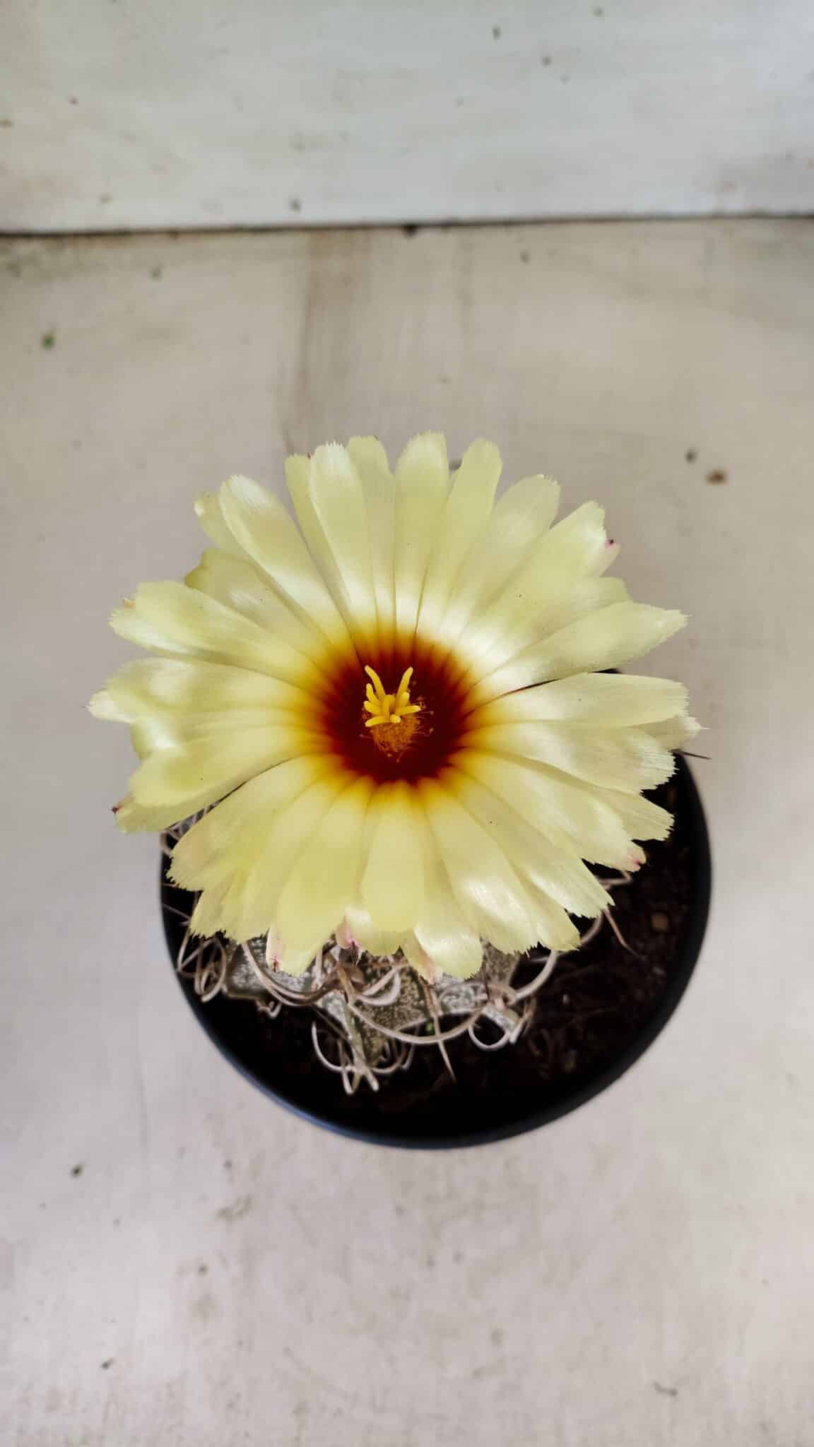 ASTROPHYTUM CAPRICÓRNIO Nº 387 – vaso 15