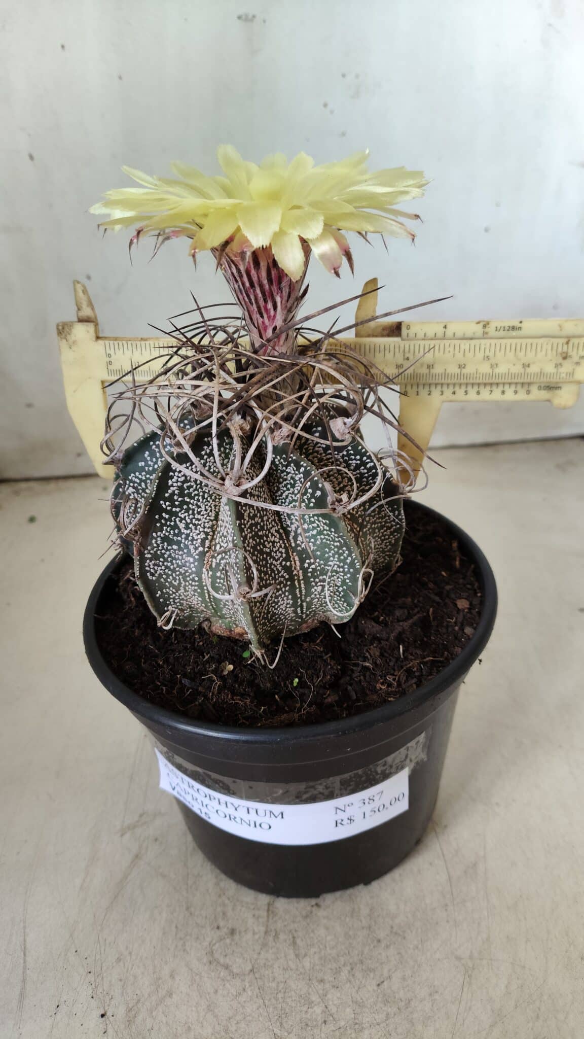 ASTROPHYTUM CAPRICÓRNIO Nº 387 – vaso 15