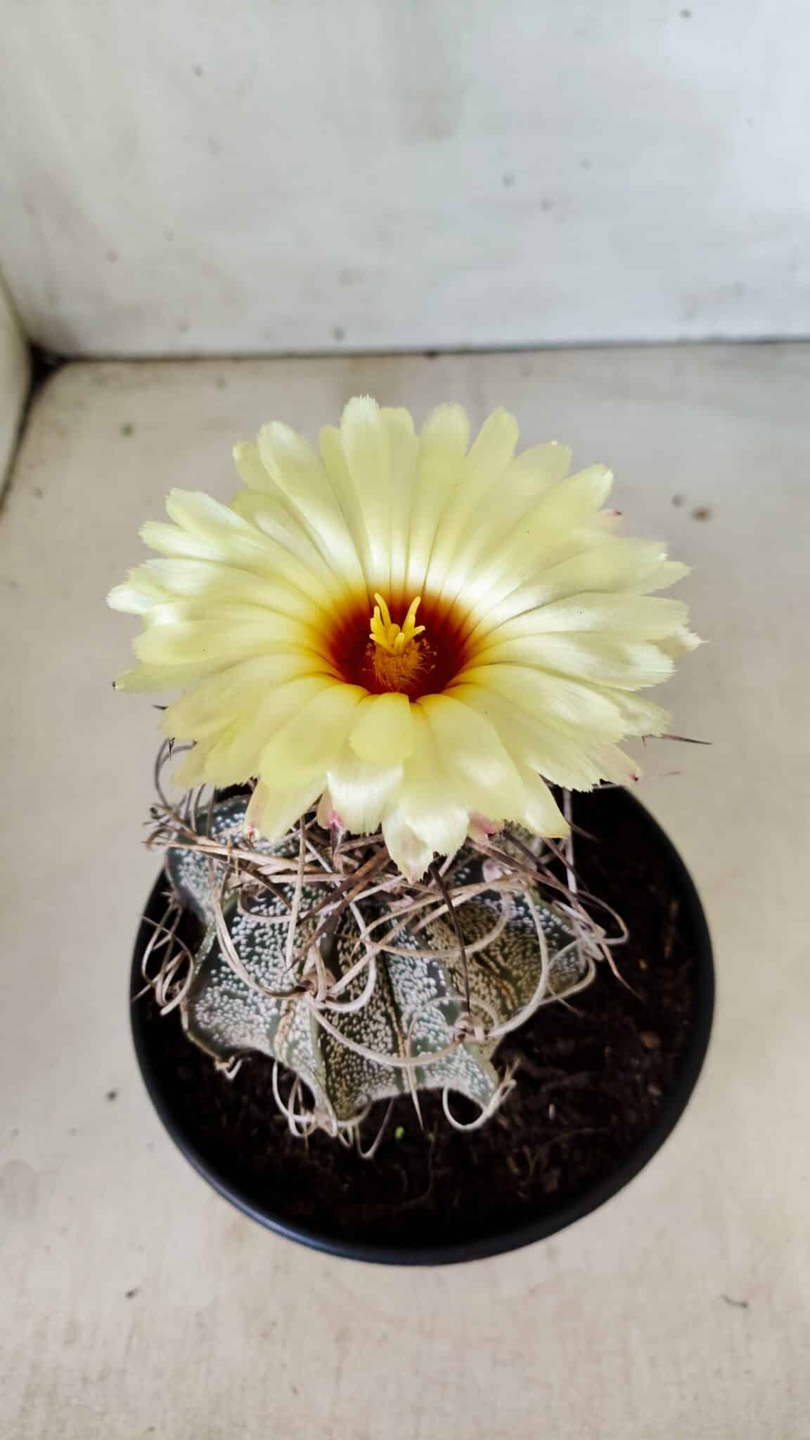 ASTROPHYTUM CAPRICÓRNIO Nº 387 – vaso 15