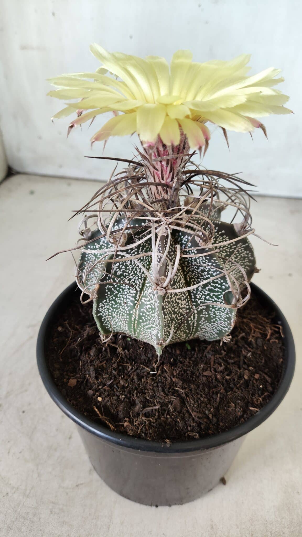 ASTROPHYTUM CAPRICÓRNIO Nº 387 – vaso 15