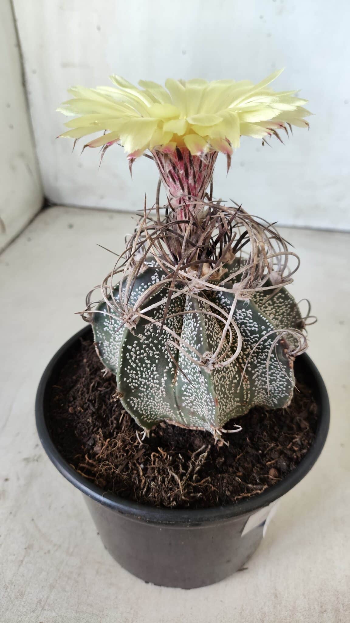 ASTROPHYTUM CAPRICÓRNIO Nº 387 – vaso 15