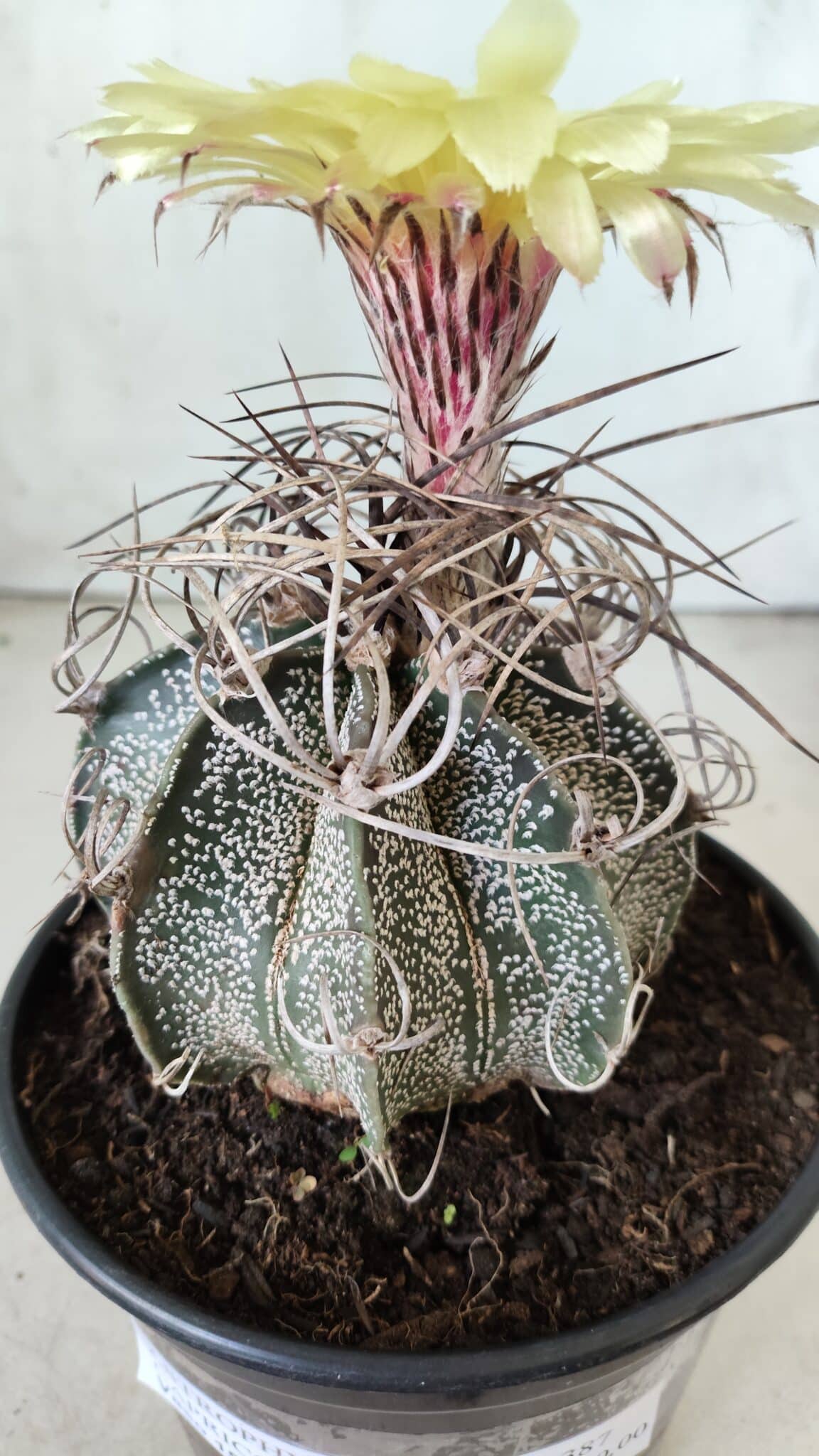 ASTROPHYTUM CAPRICÓRNIO Nº 387 – vaso 15