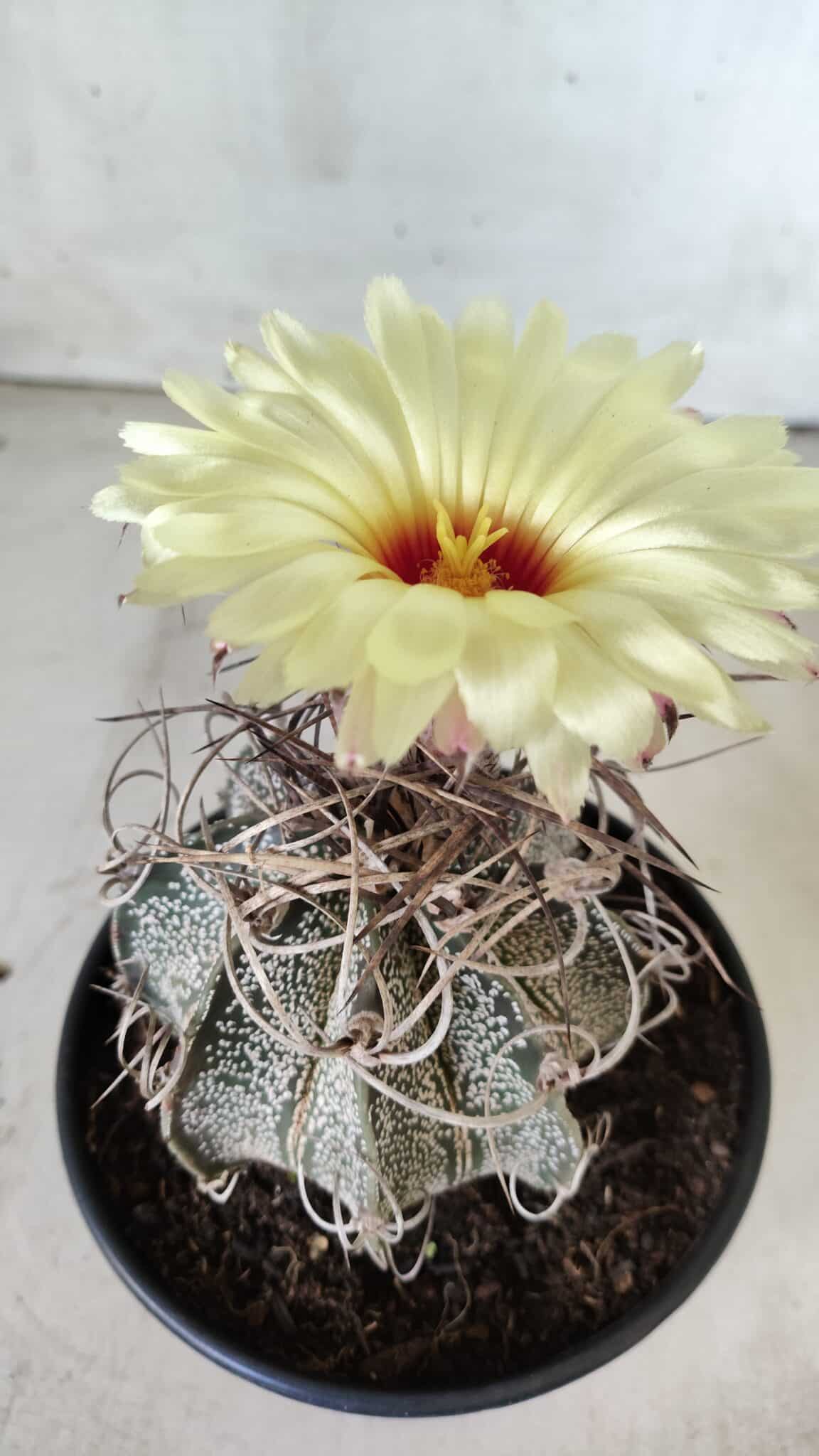 ASTROPHYTUM CAPRICÓRNIO Nº 387 – vaso 15