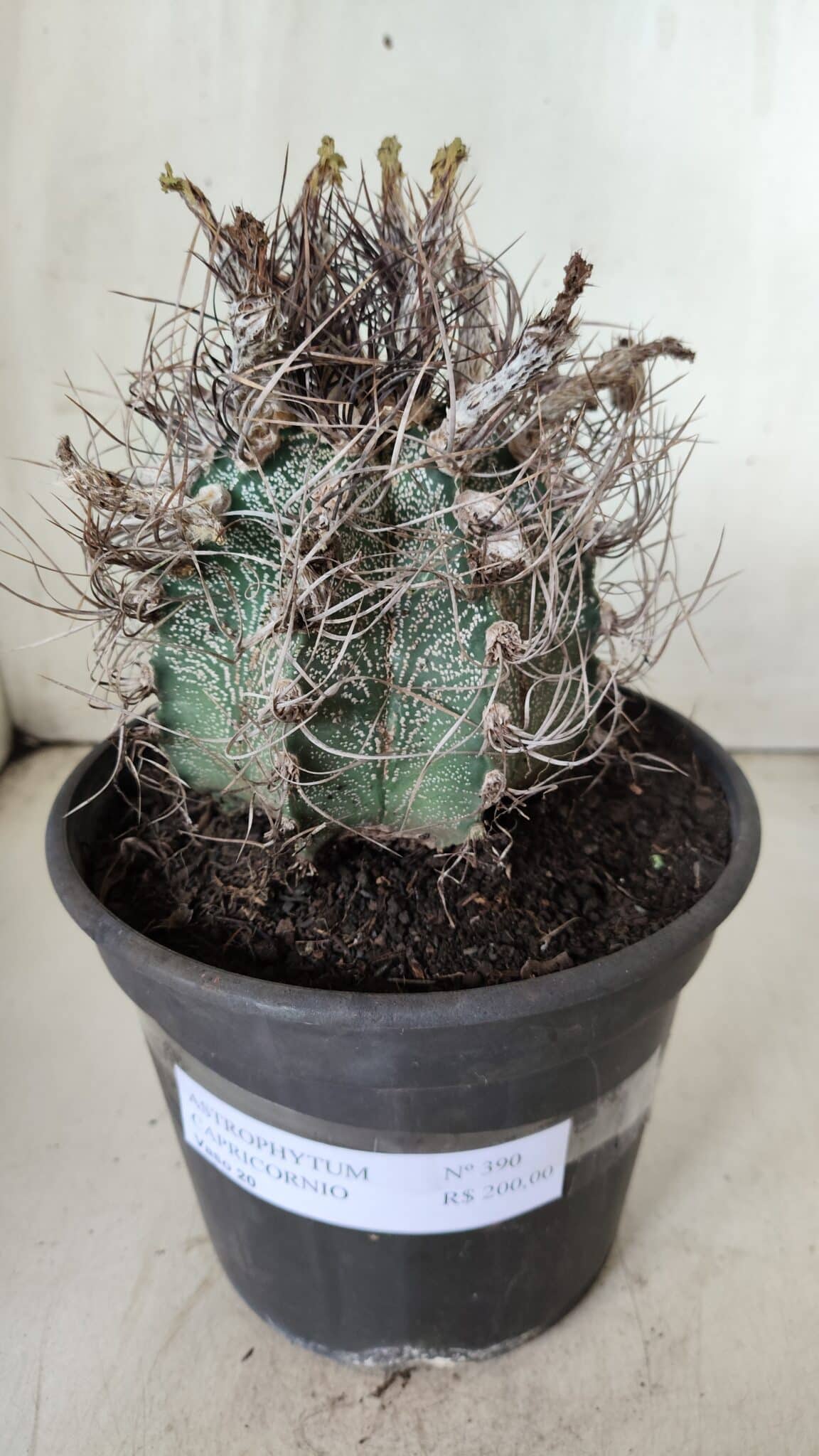 ASTROPHYTUM CAPRICÓRNIO Nº 390 – vaso 20