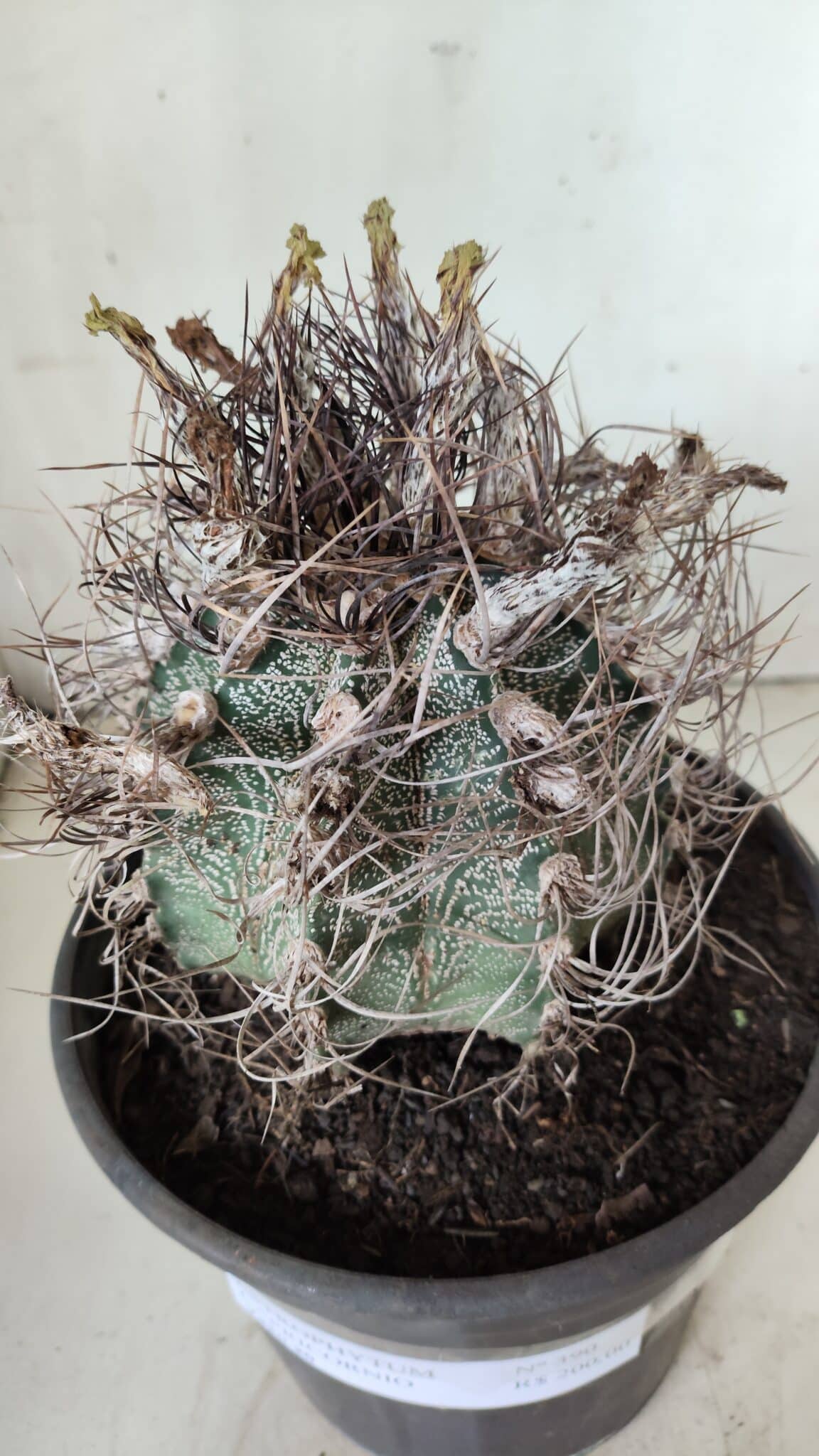 ASTROPHYTUM CAPRICÓRNIO Nº 390 – vaso 20