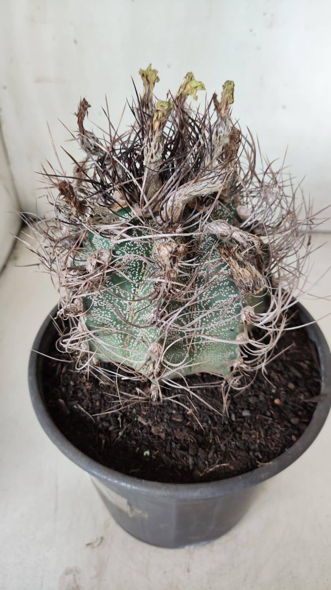 ASTROPHYTUM CAPRICÓRNIO Nº 390 – vaso 20