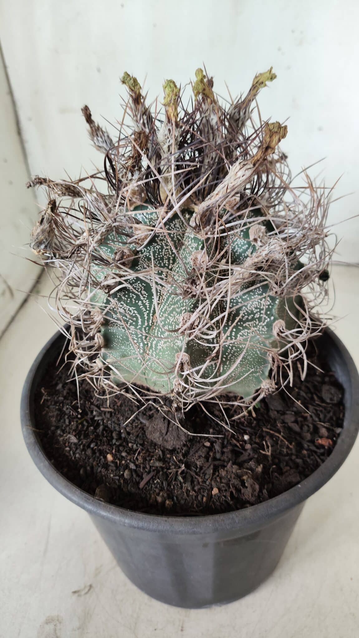 ASTROPHYTUM CAPRICÓRNIO Nº 390 – vaso 20