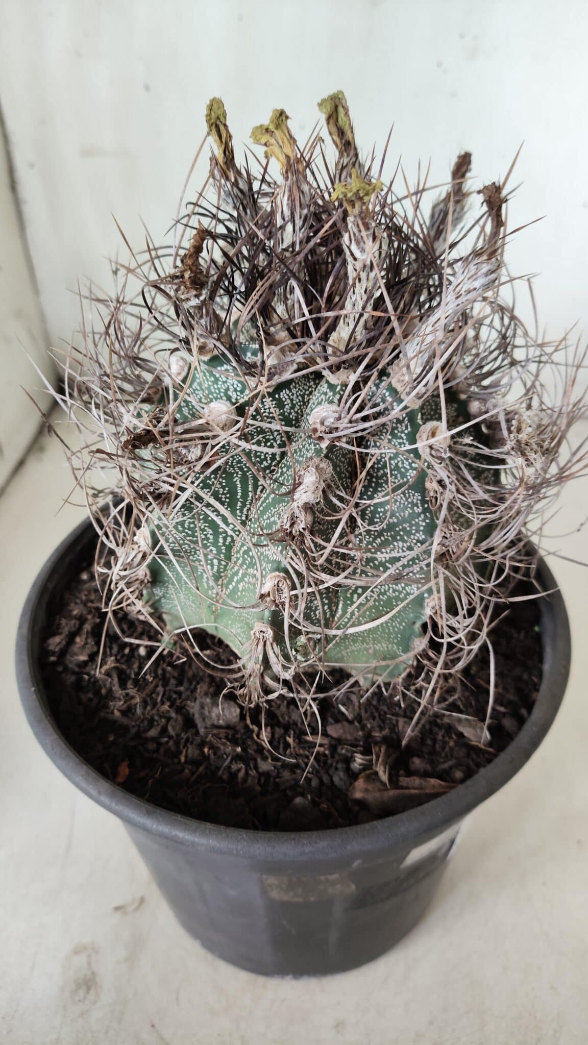ASTROPHYTUM CAPRICÓRNIO Nº 390 – vaso 20