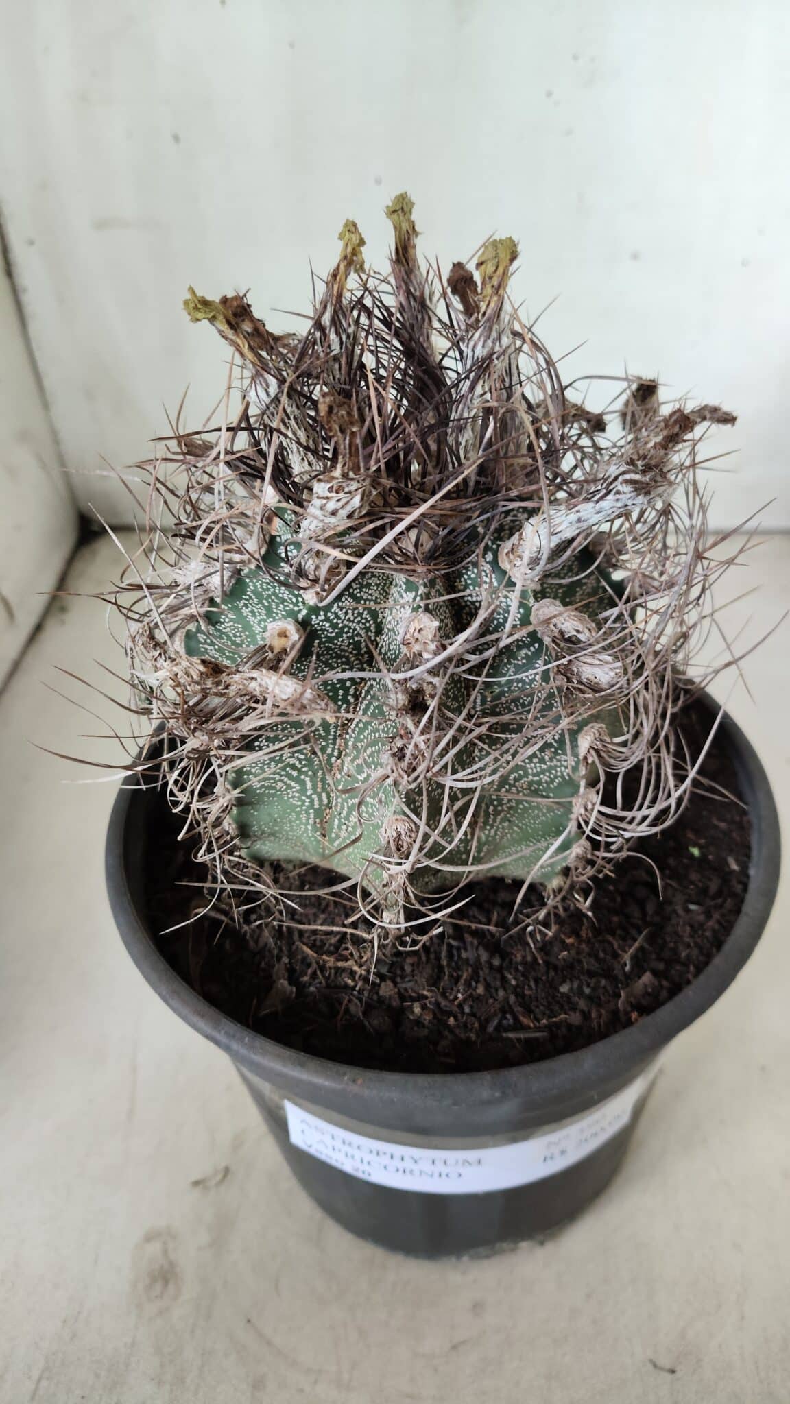 ASTROPHYTUM CAPRICÓRNIO Nº 390 – vaso 20