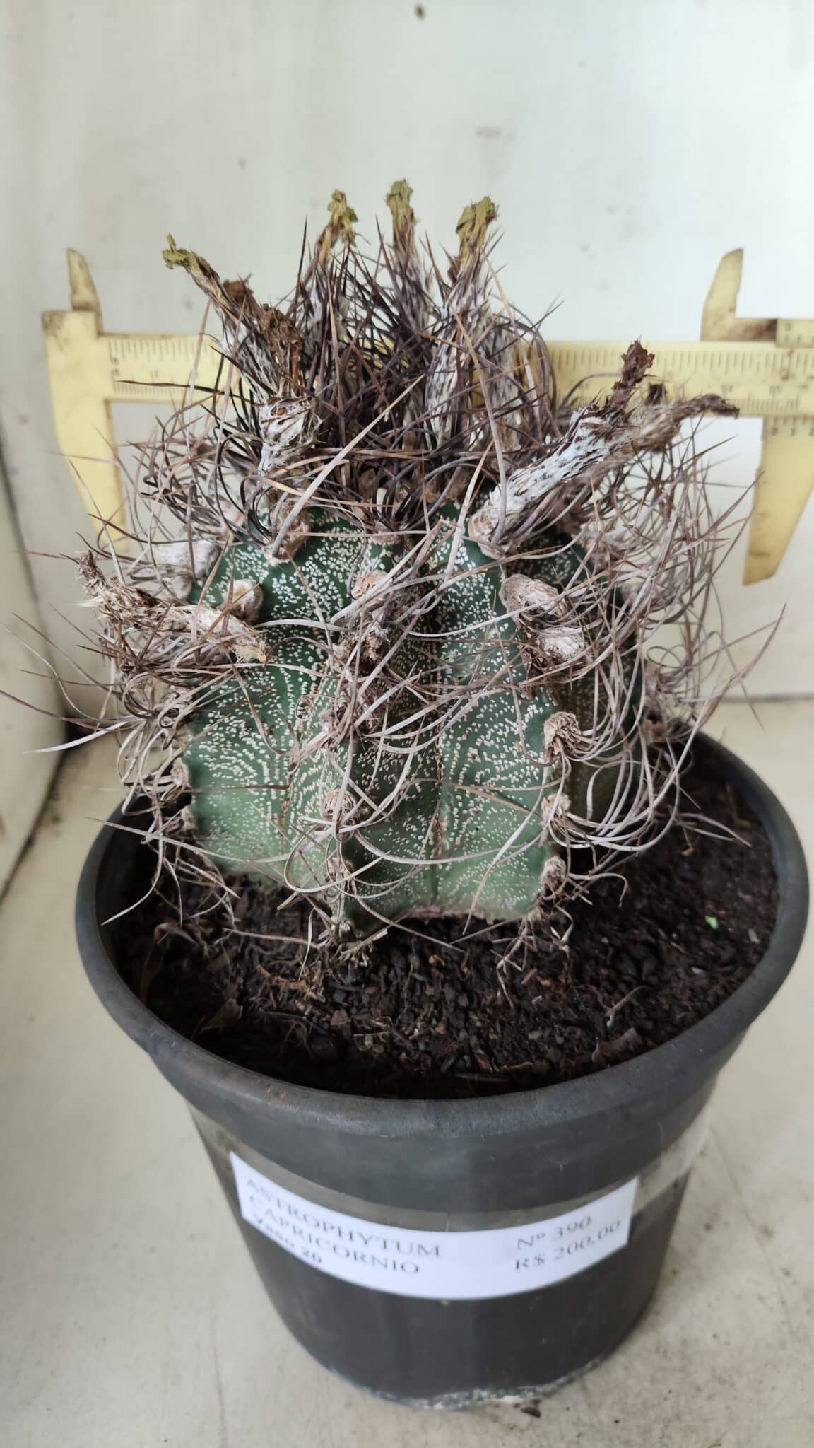 ASTROPHYTUM CAPRICÓRNIO Nº 390 – vaso 20