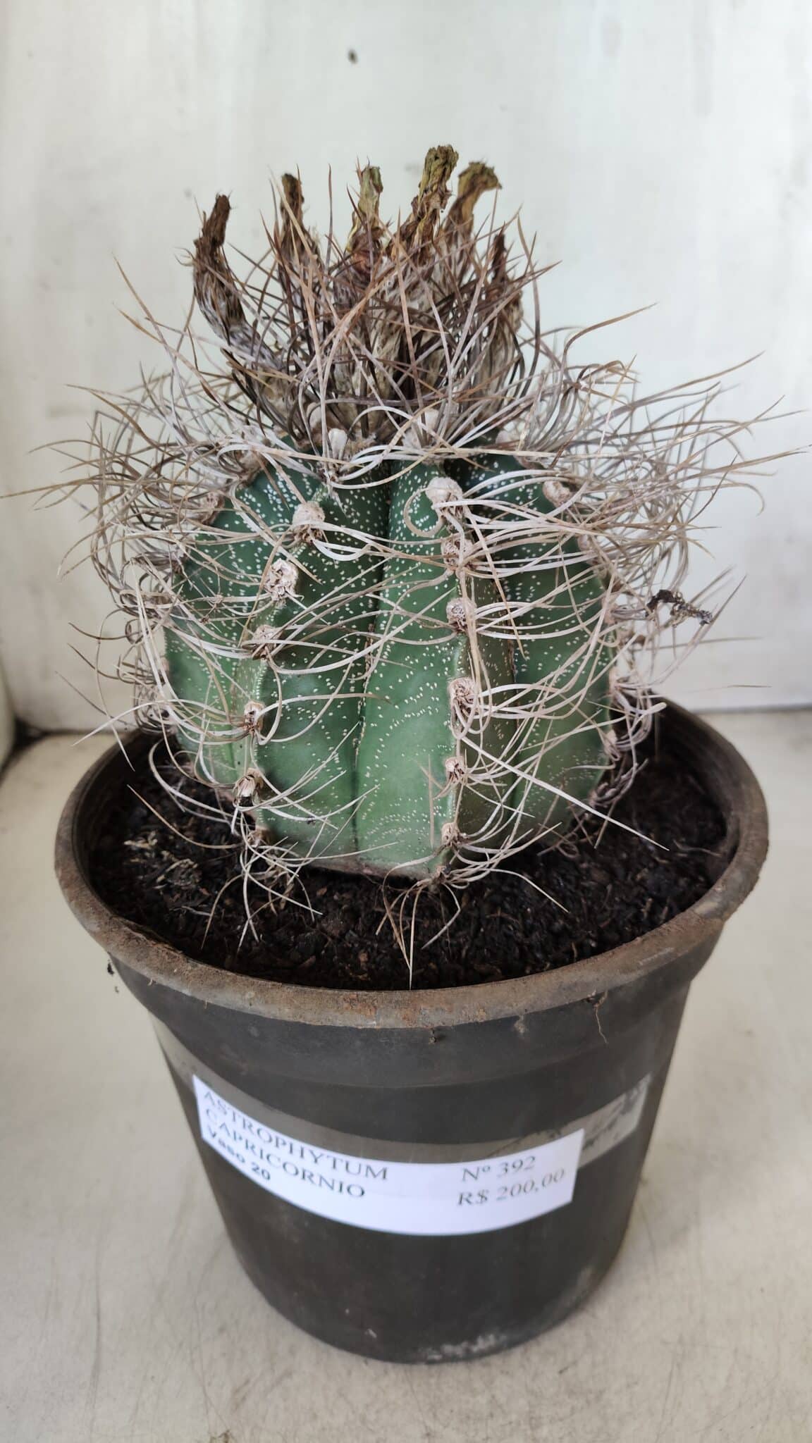 ASTROPHYTUM CAPRICÓRNIO Nº 392 – vaso 20