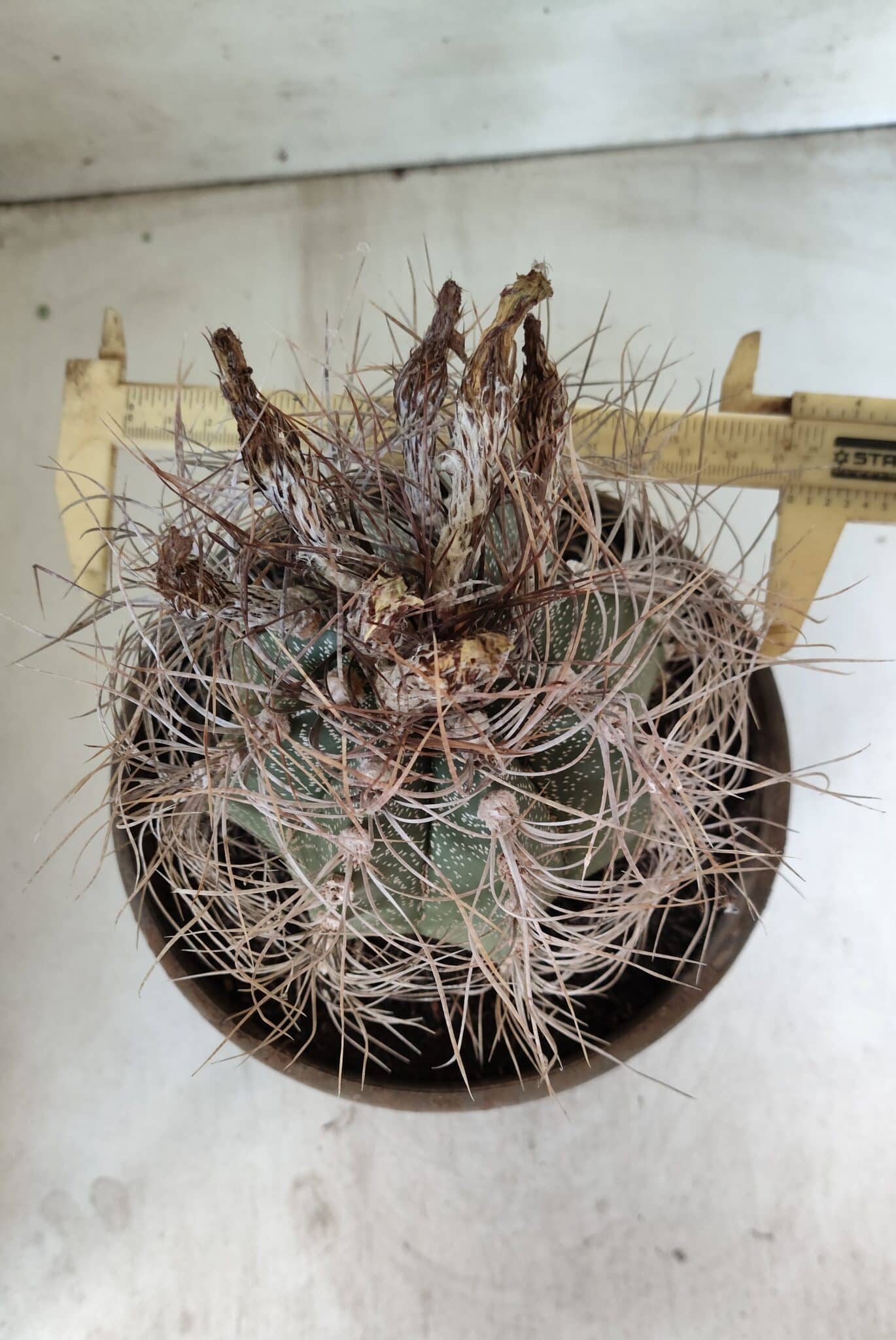 ASTROPHYTUM CAPRICÓRNIO Nº 392 – vaso 20