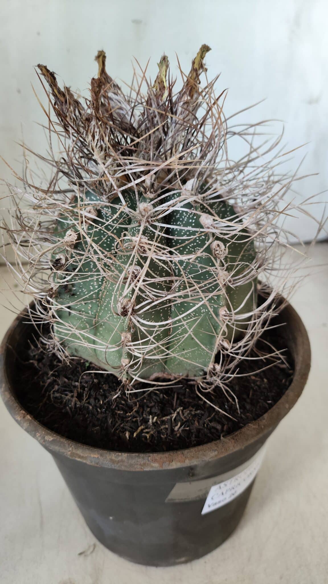 ASTROPHYTUM CAPRICÓRNIO Nº 392 – vaso 20