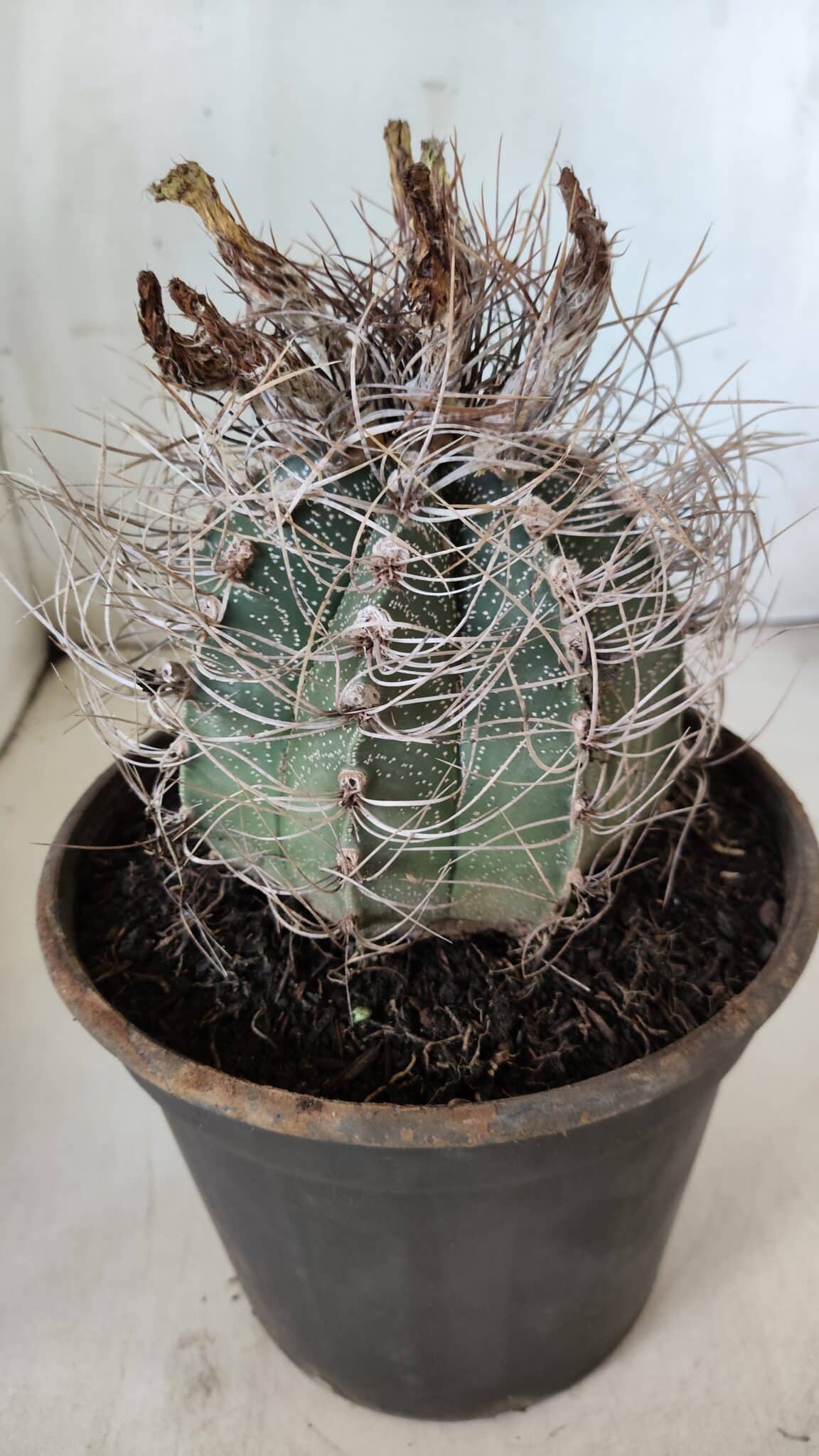 ASTROPHYTUM CAPRICÓRNIO Nº 392 – vaso 20