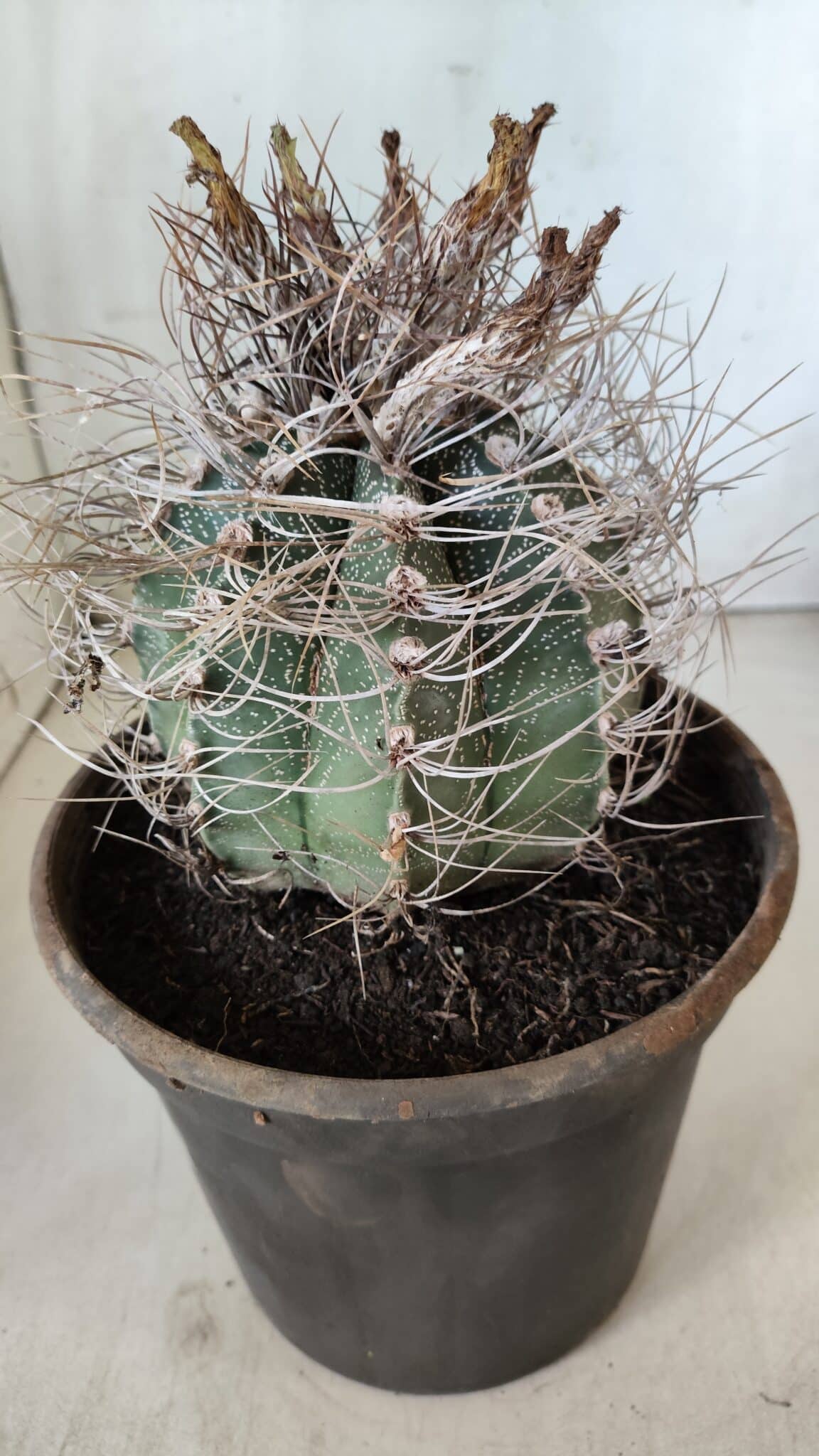 ASTROPHYTUM CAPRICÓRNIO Nº 392 – vaso 20