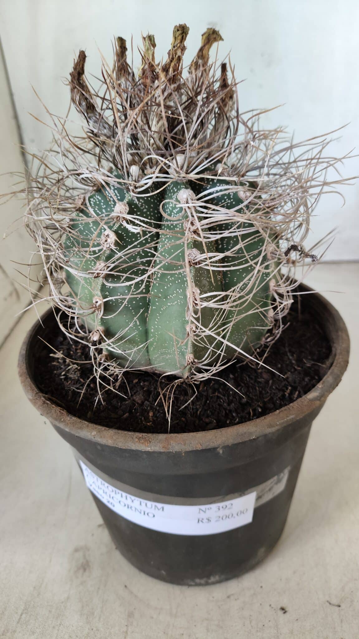 ASTROPHYTUM CAPRICÓRNIO Nº 392 – vaso 20