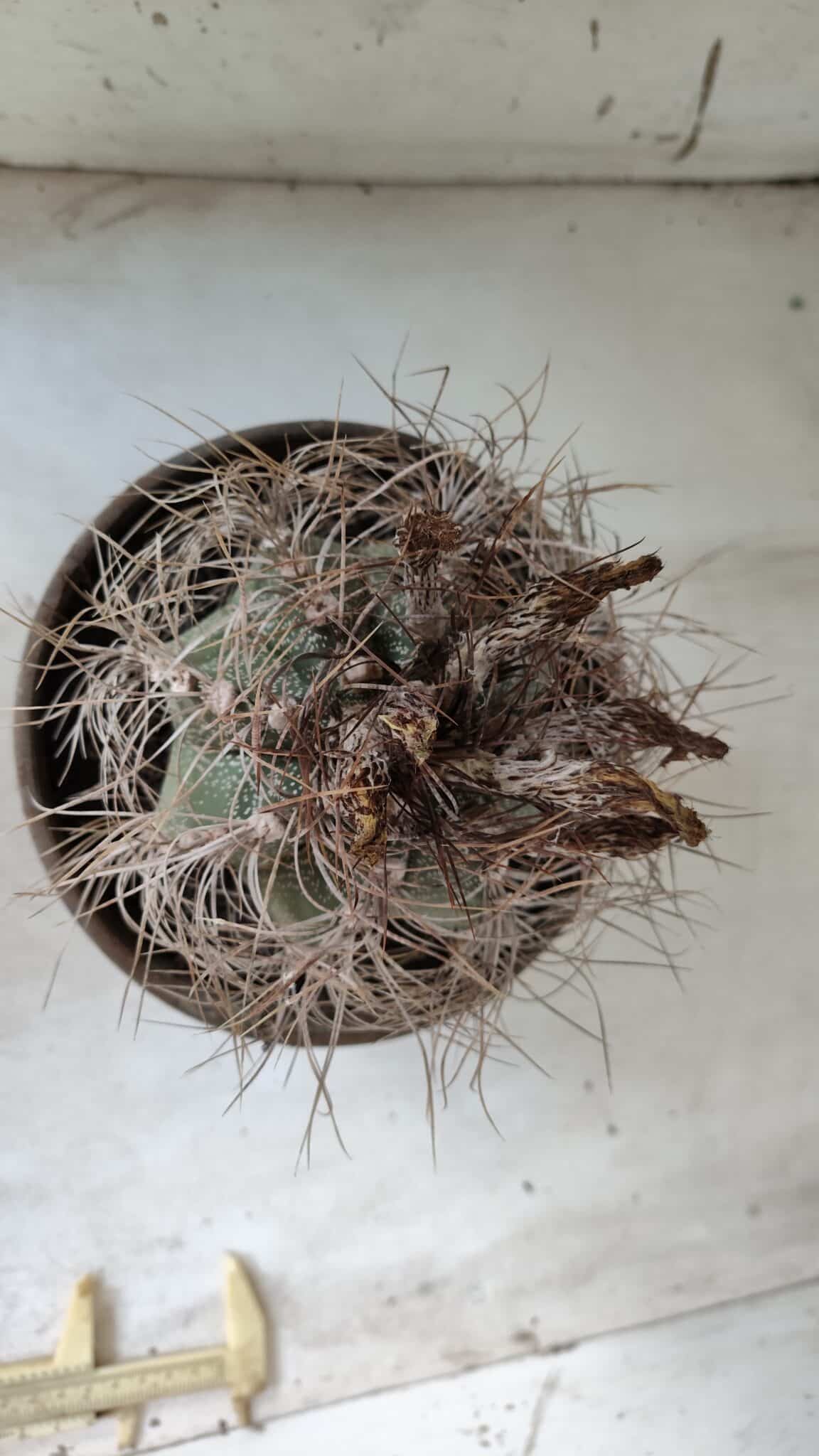 ASTROPHYTUM CAPRICÓRNIO Nº 392 – vaso 20
