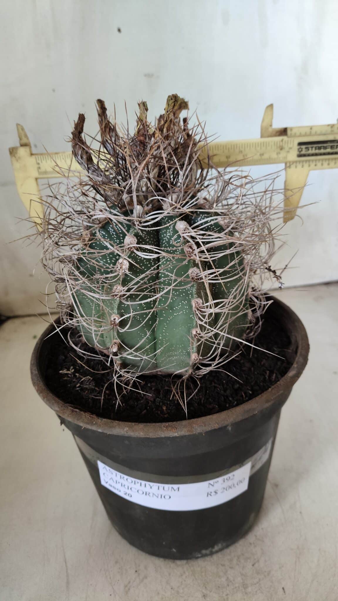 ASTROPHYTUM CAPRICÓRNIO Nº 392 – vaso 20