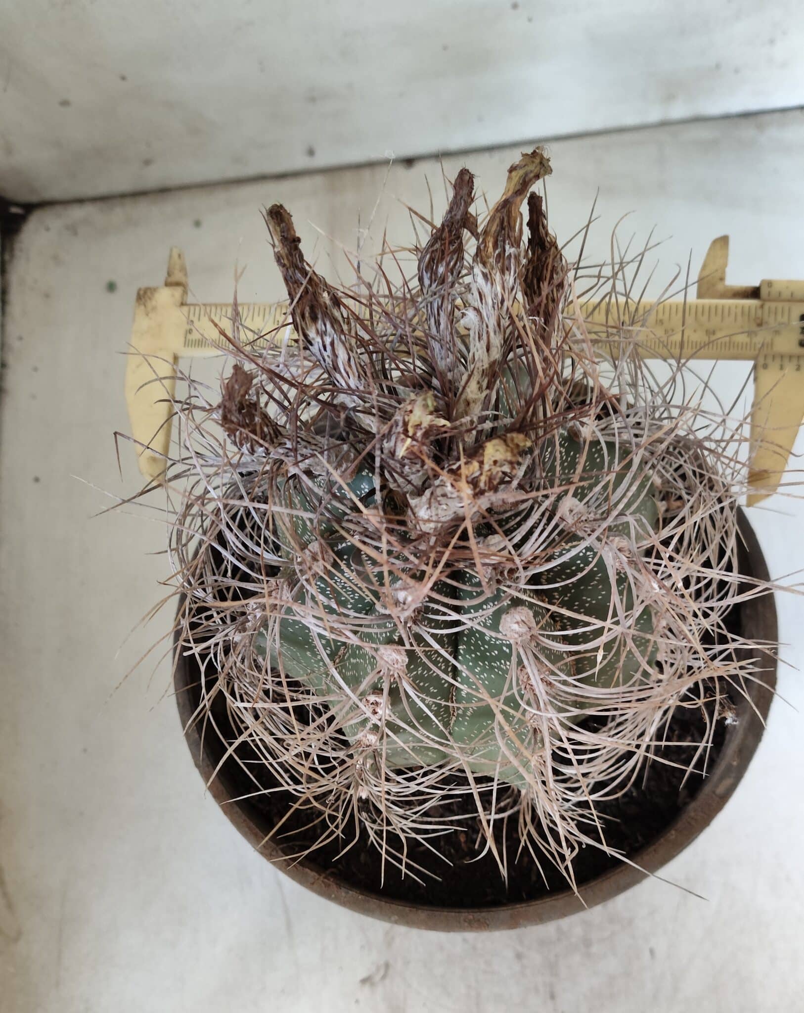 ASTROPHYTUM CAPRICÓRNIO Nº 392 – vaso 20