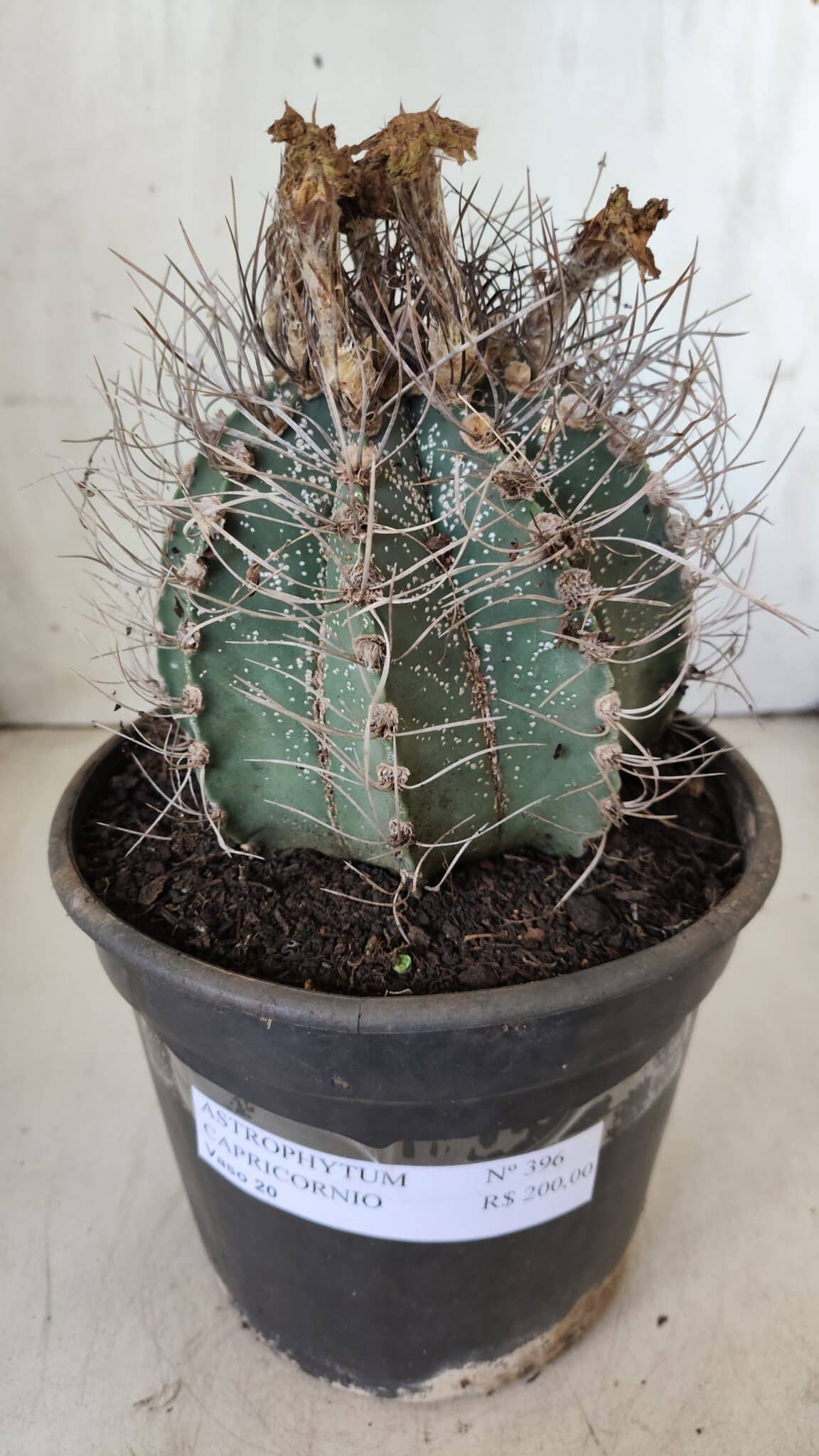 ASTROPHYTUM CAPRICÓRNIO Nº 396 – vaso 20