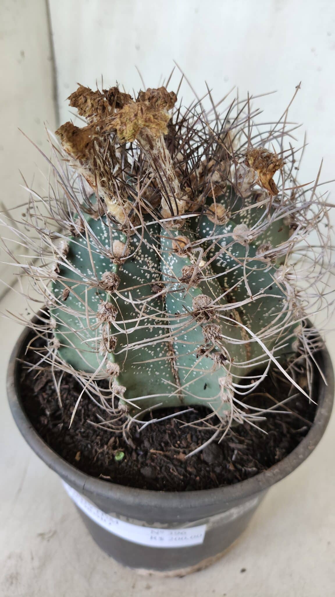 ASTROPHYTUM CAPRICÓRNIO Nº 396 – vaso 20