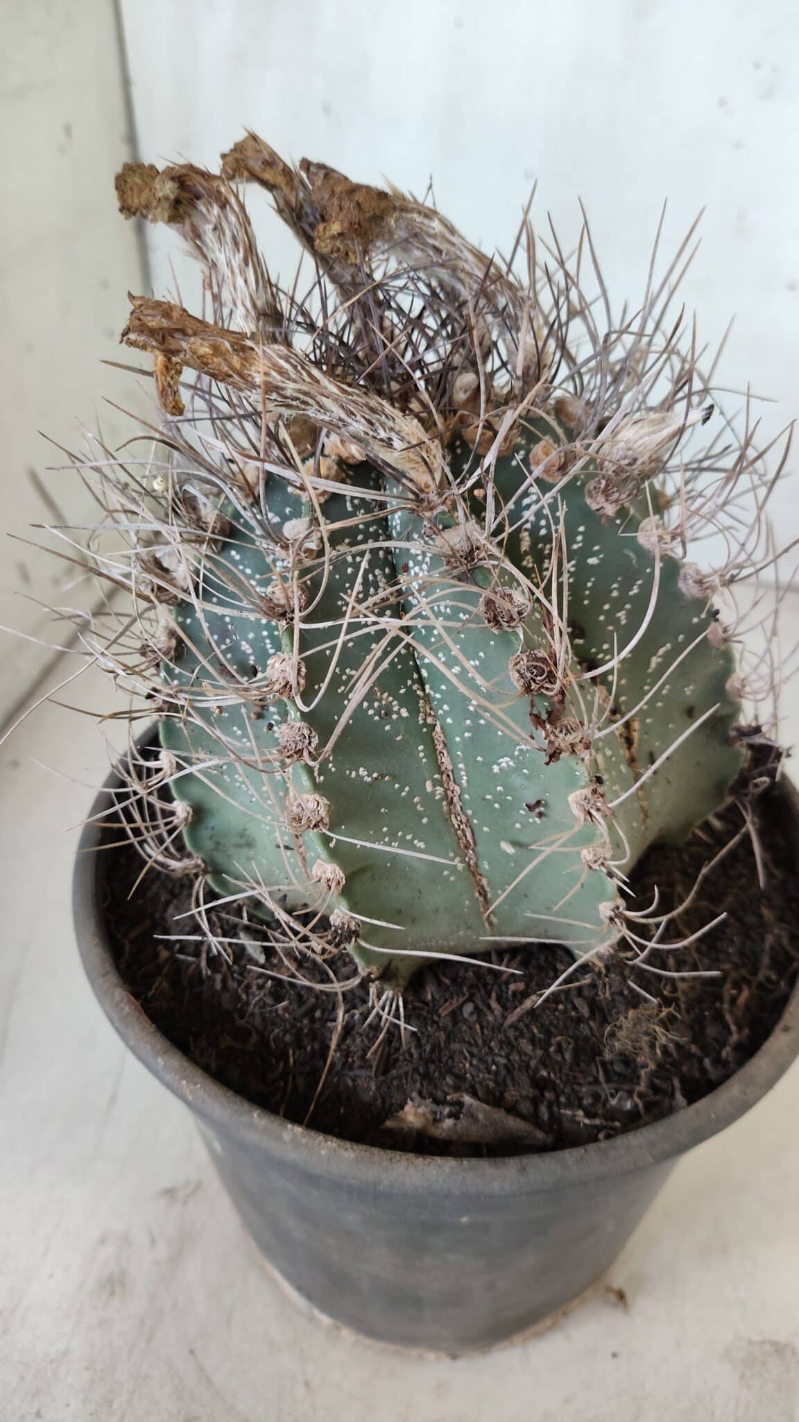 ASTROPHYTUM CAPRICÓRNIO Nº 396 – vaso 20