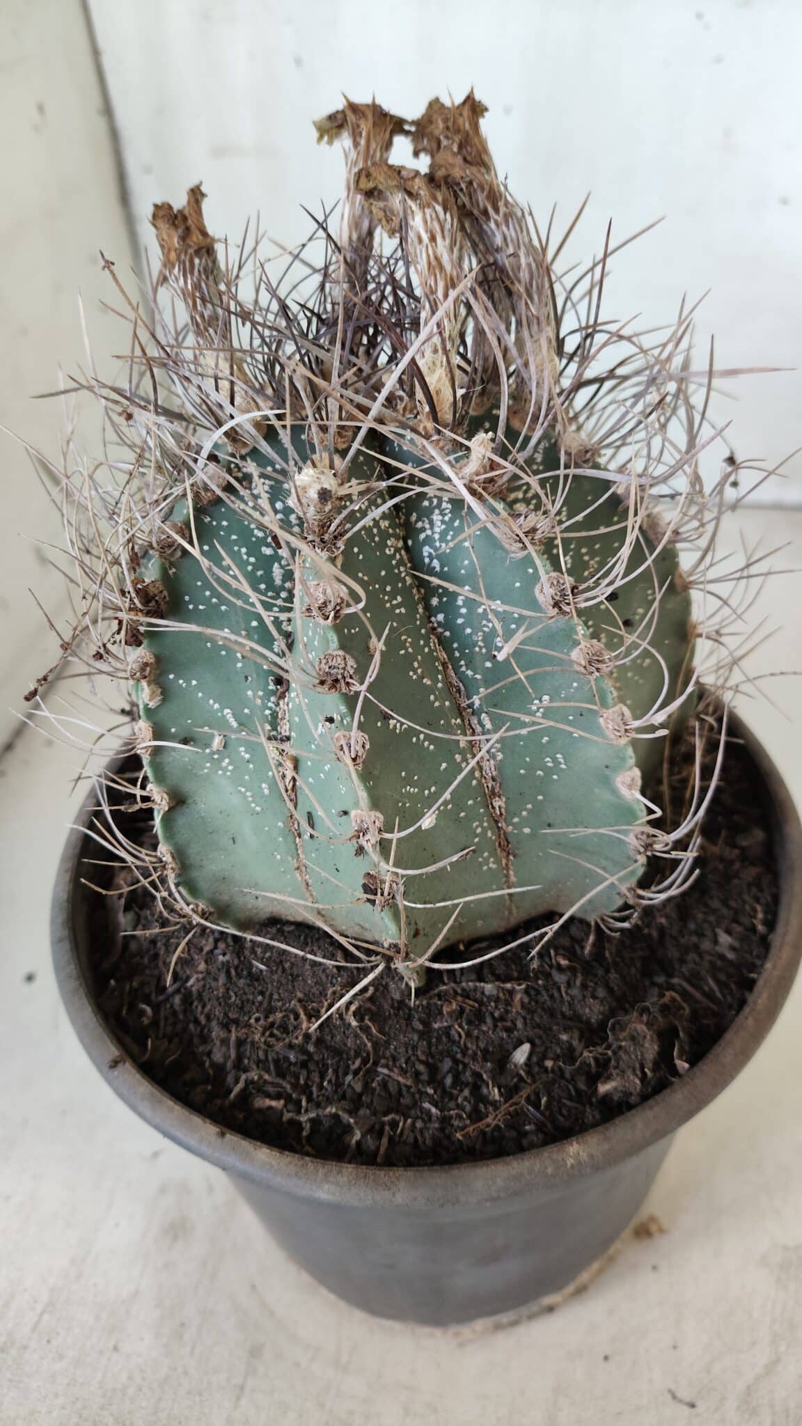 ASTROPHYTUM CAPRICÓRNIO Nº 396 – vaso 20