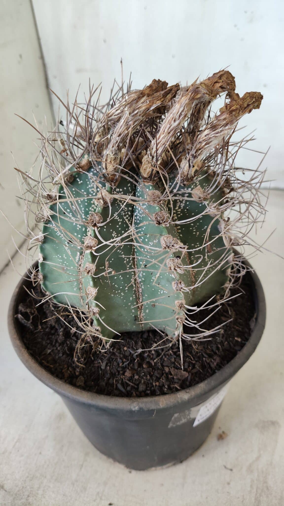 ASTROPHYTUM CAPRICÓRNIO Nº 396 – vaso 20