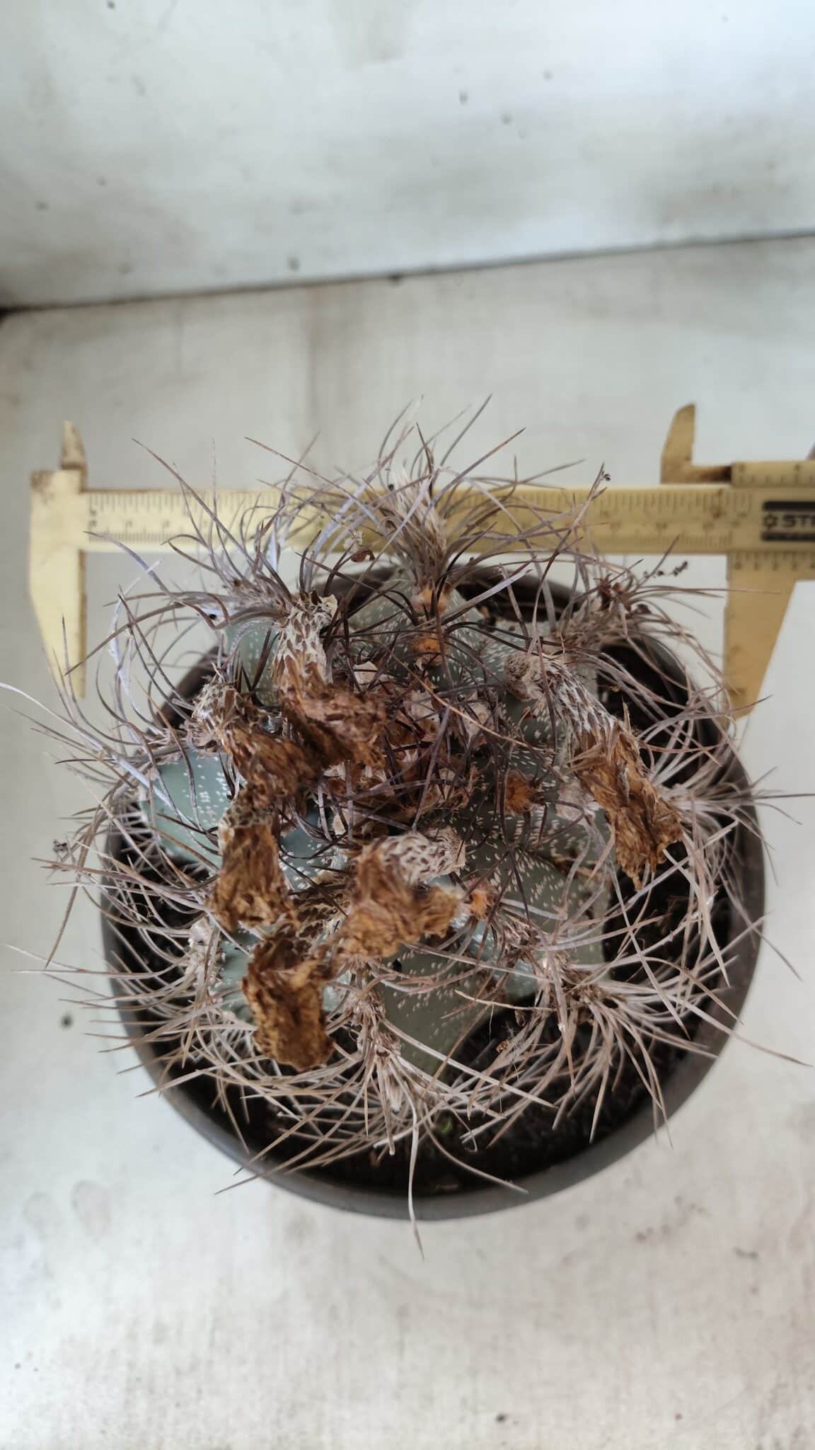 ASTROPHYTUM CAPRICÓRNIO Nº 396 – vaso 20