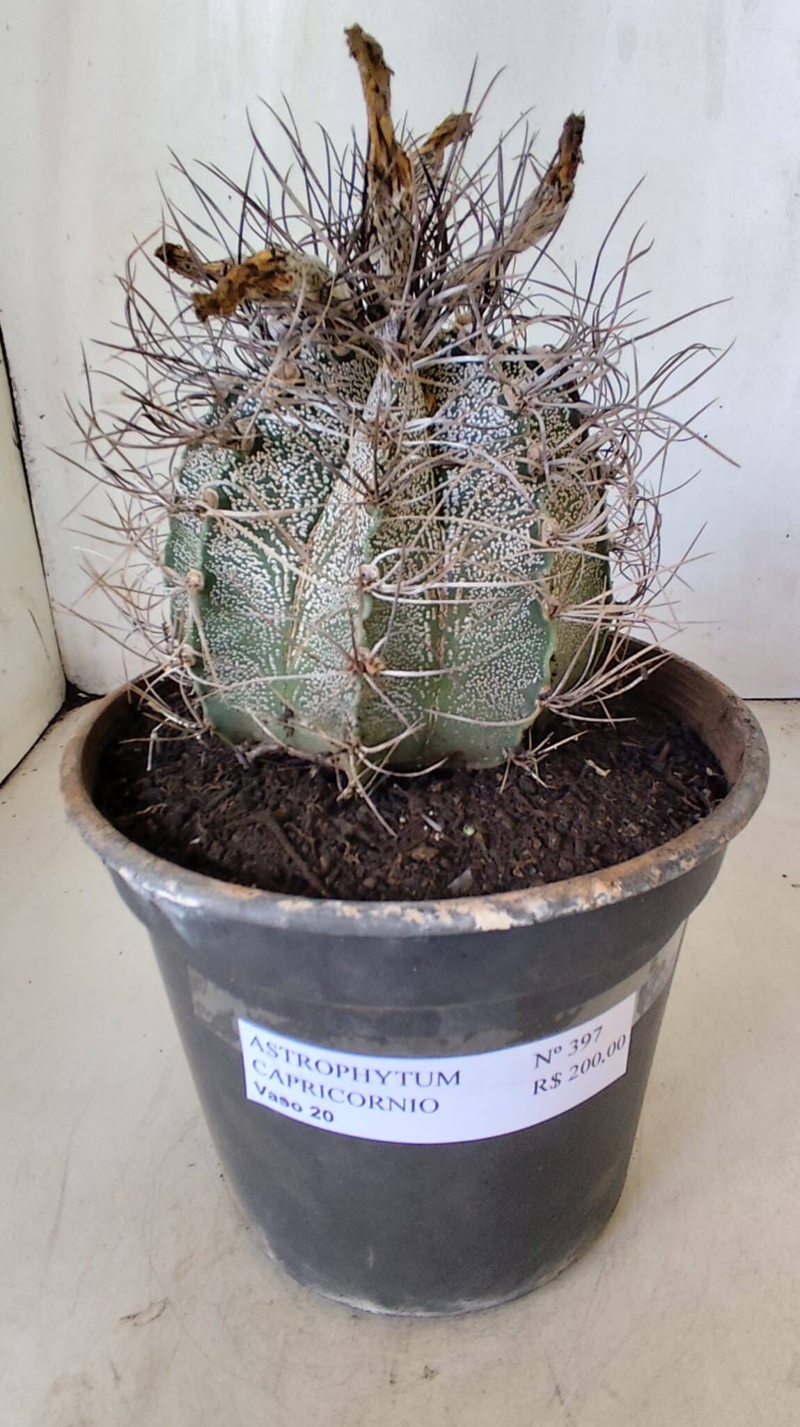 ASTROPHYTUM CAPRICÓRNIO Nº 397 – vaso 20