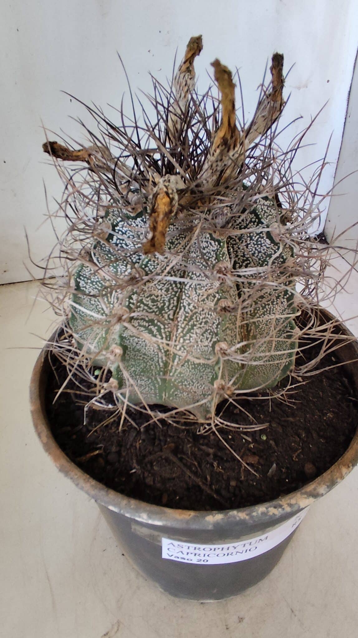 ASTROPHYTUM CAPRICÓRNIO Nº 397 – vaso 20