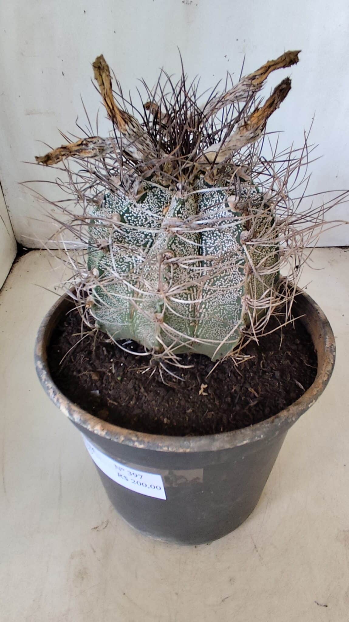 ASTROPHYTUM CAPRICÓRNIO Nº 397 – vaso 20