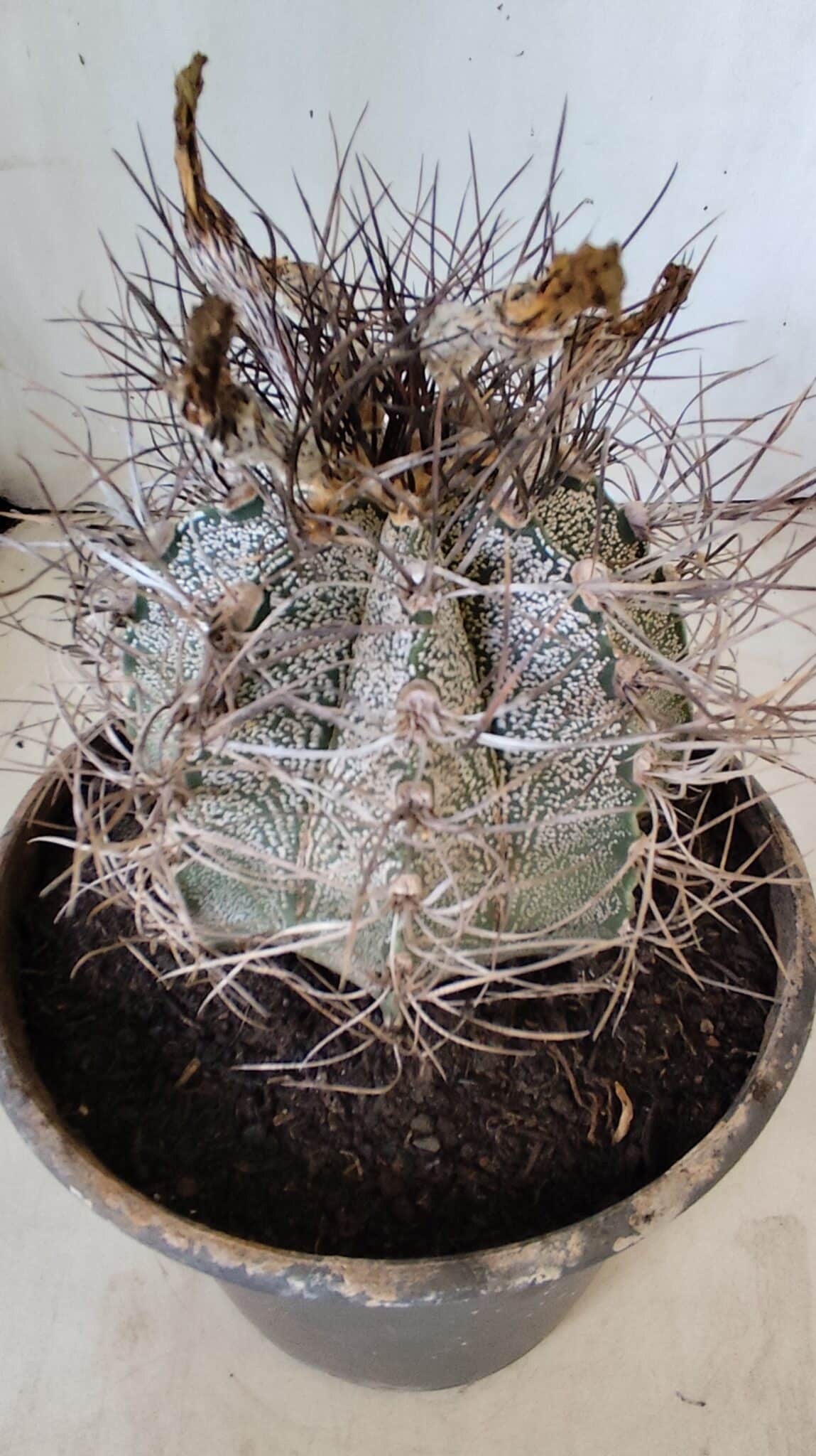 ASTROPHYTUM CAPRICÓRNIO Nº 397 – vaso 20