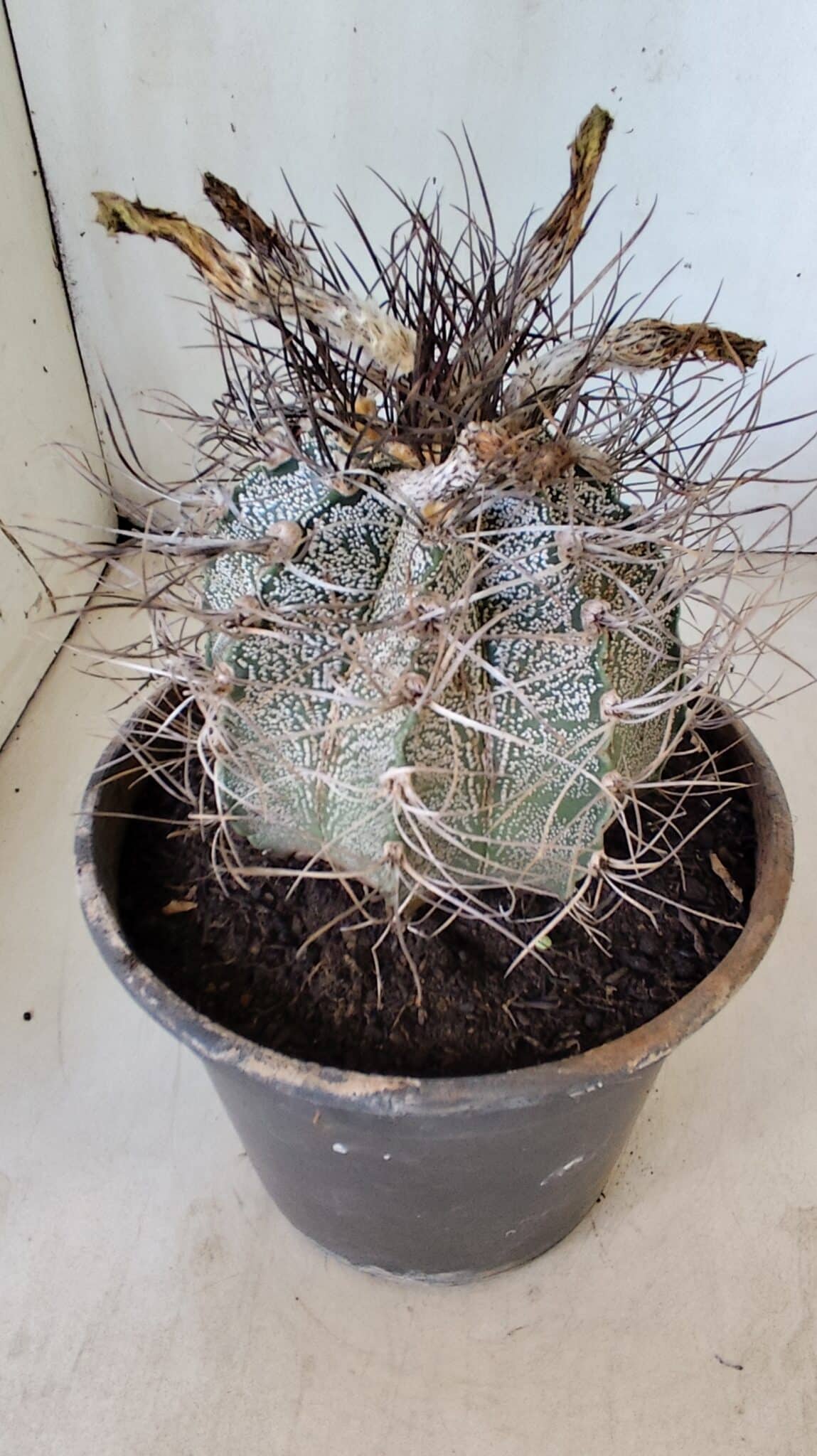 ASTROPHYTUM CAPRICÓRNIO Nº 397 – vaso 20